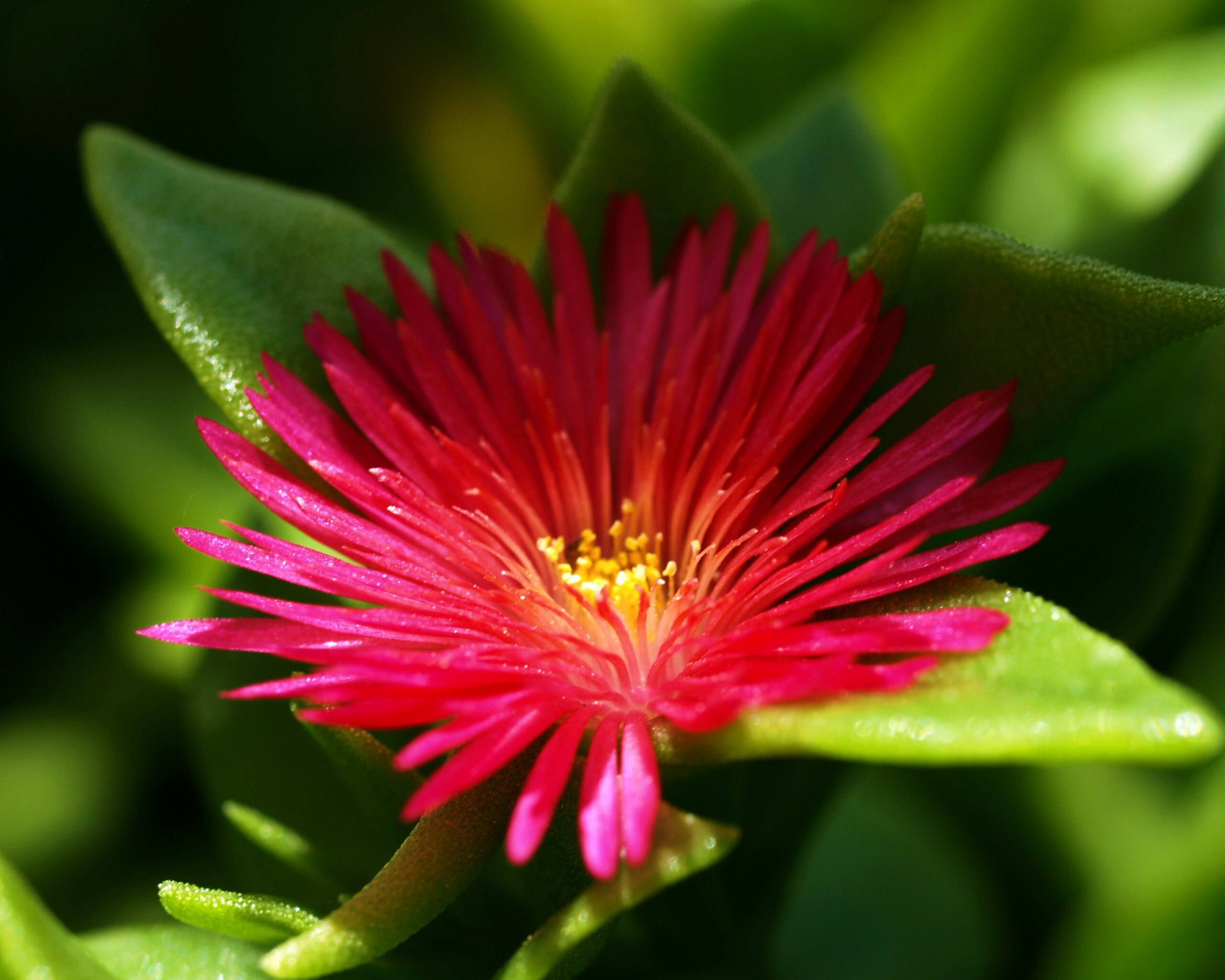 Чудесный цветок обои