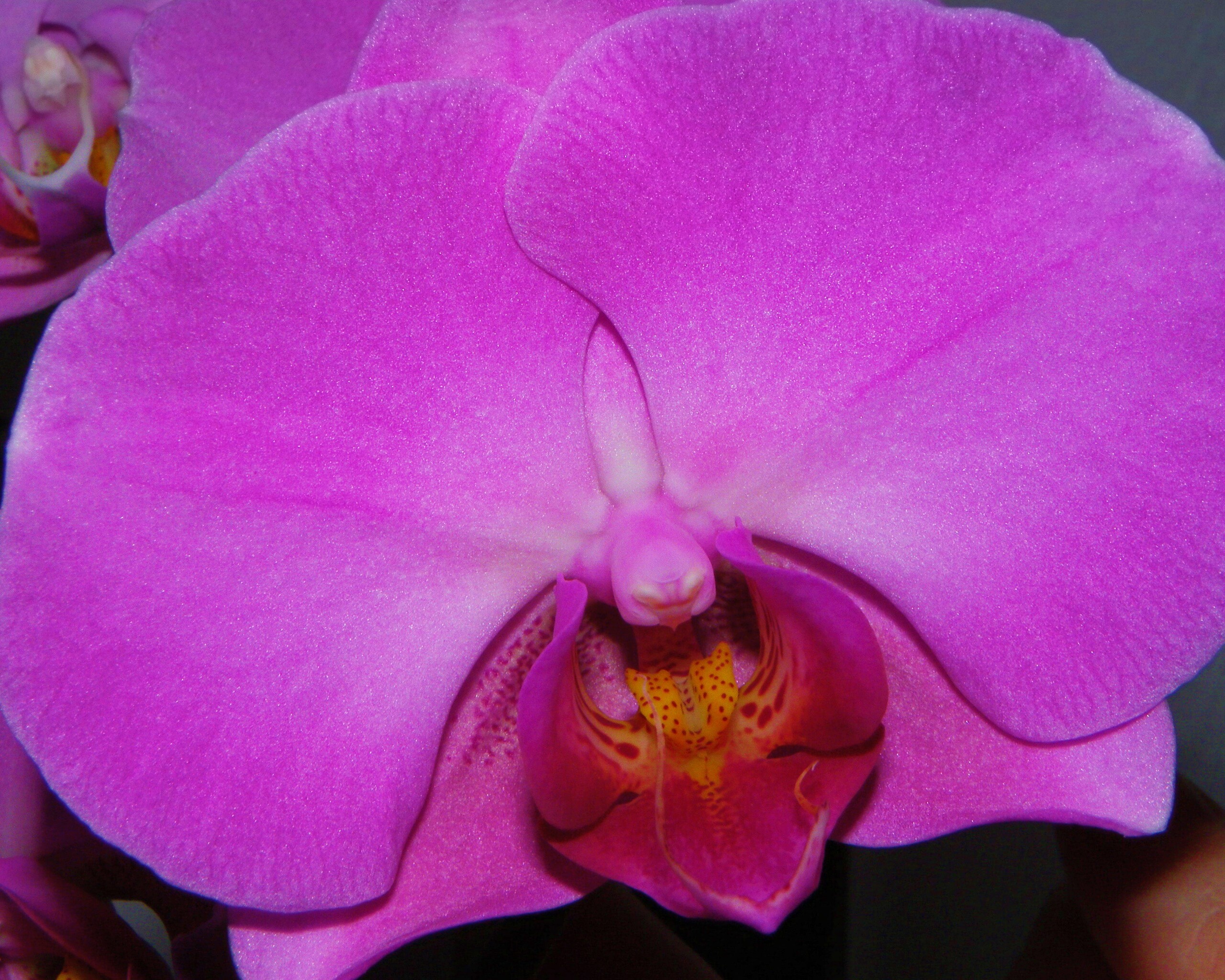 Фиолетовая орхидея обои