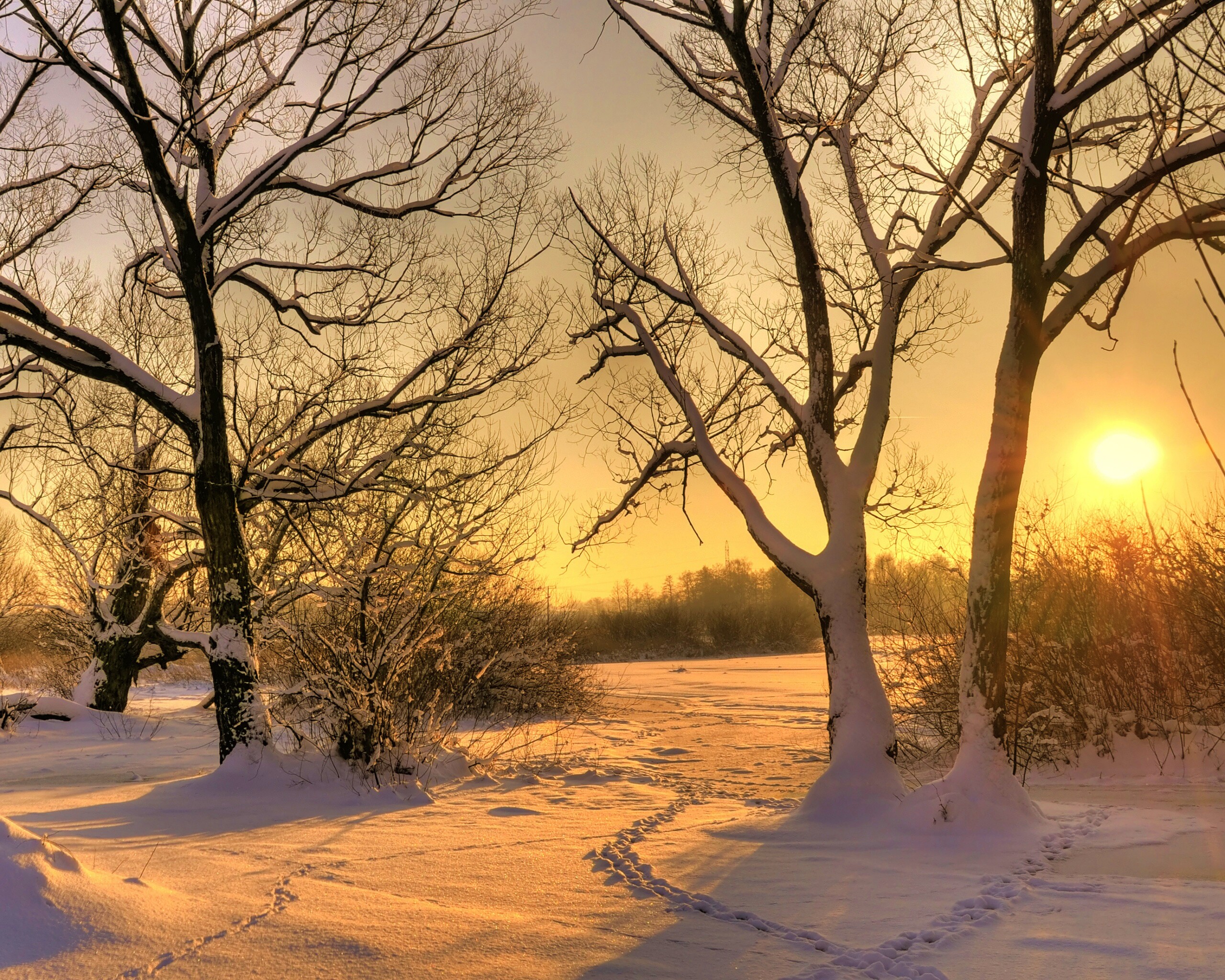 Солнечный свет в зимнем лесу обои