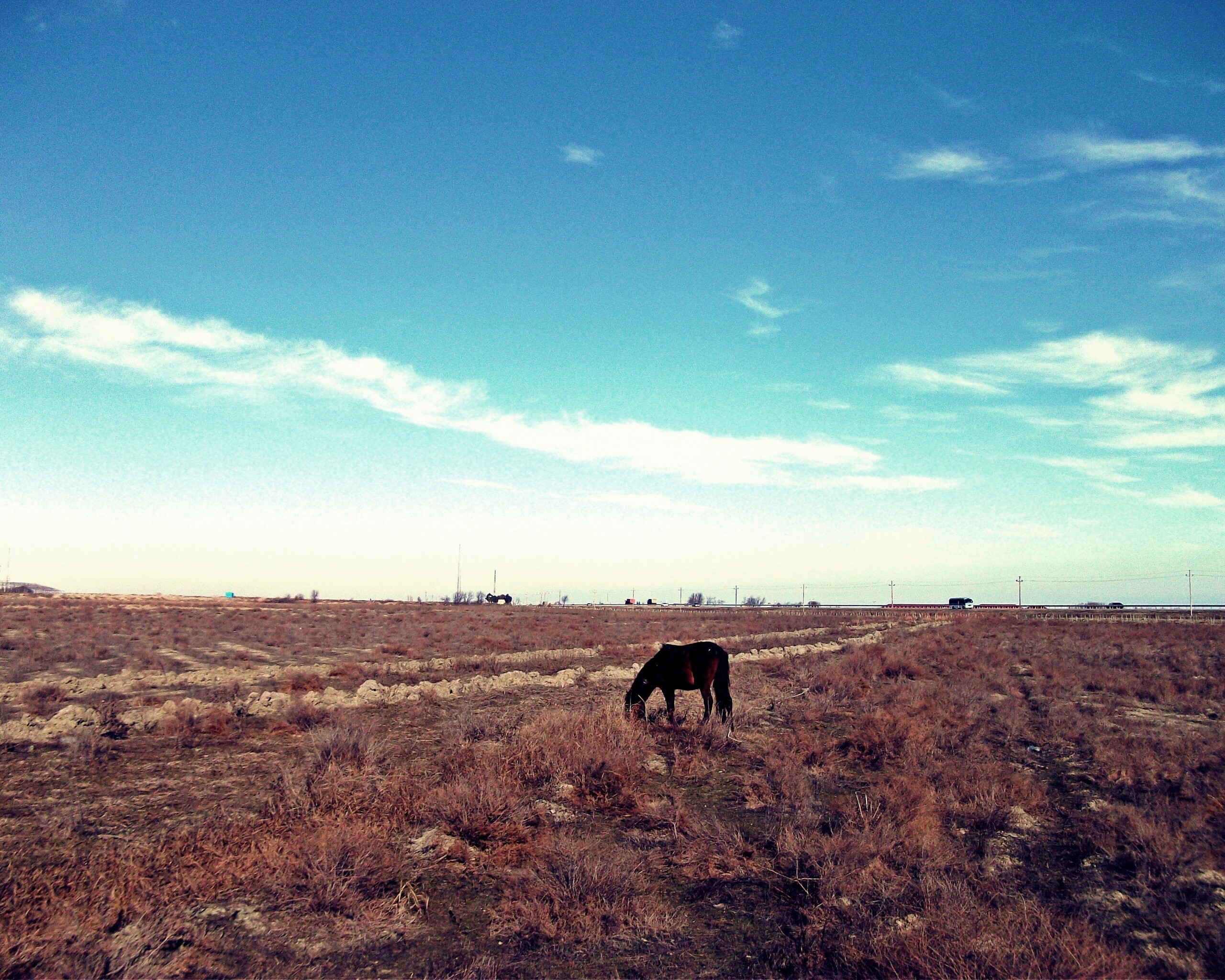Лошадь пасётся обои