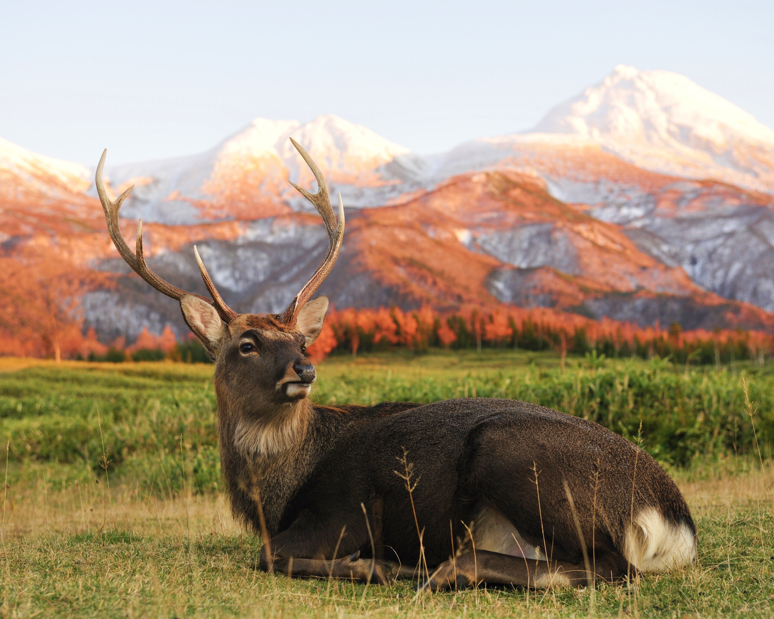 Олень отдыхает в предгорьях обои