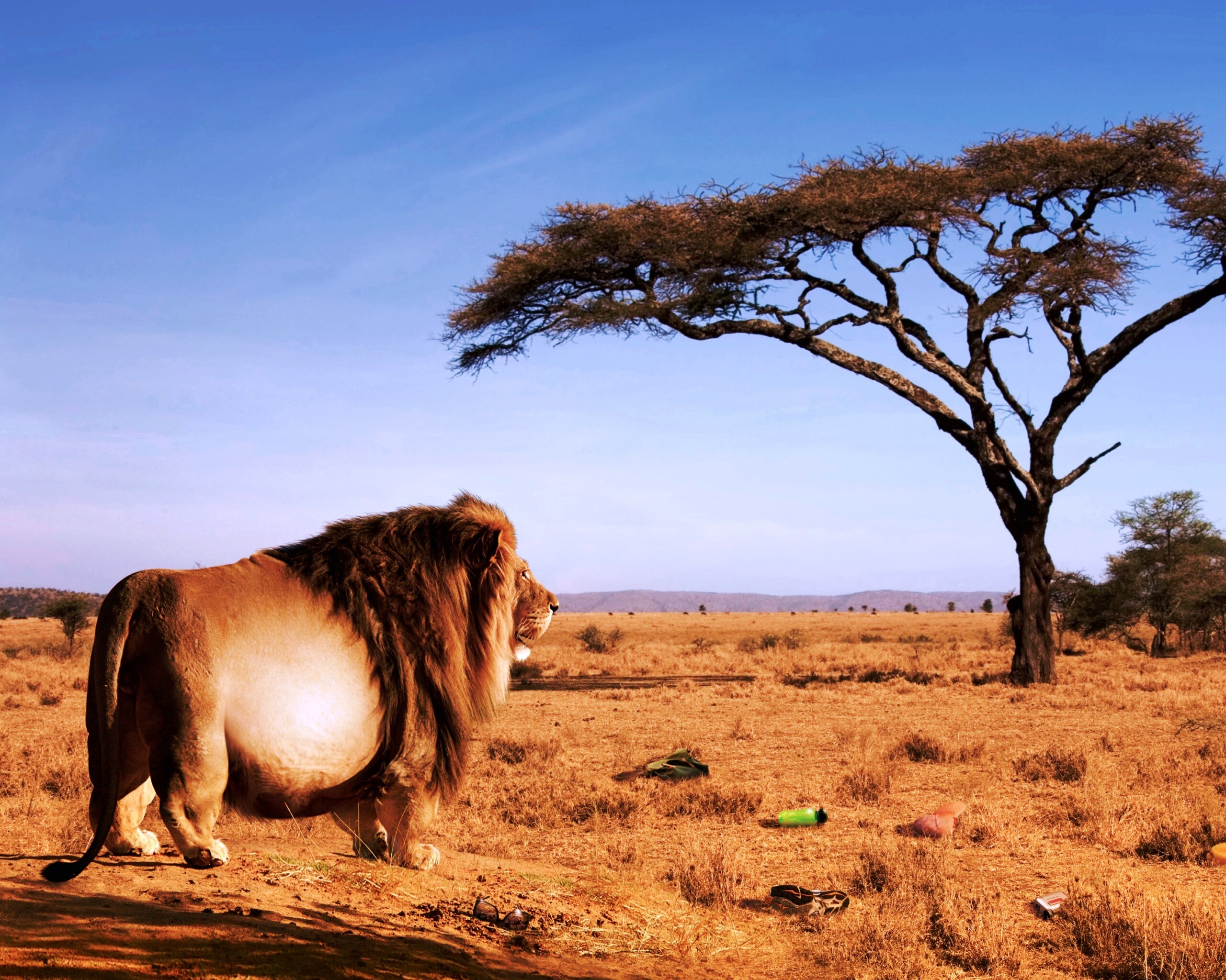 Толстый лев обои