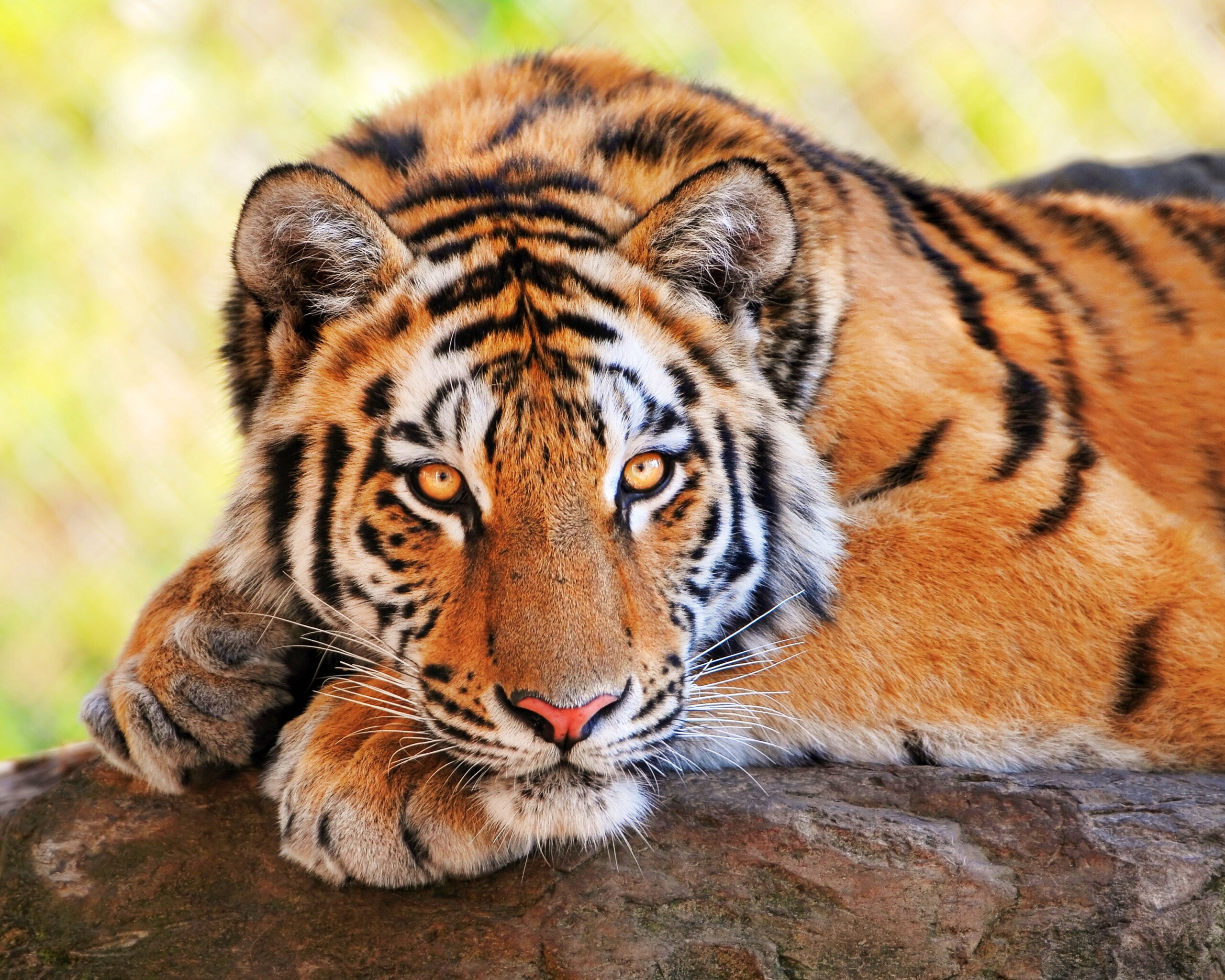 Большая полосатая кошка обои