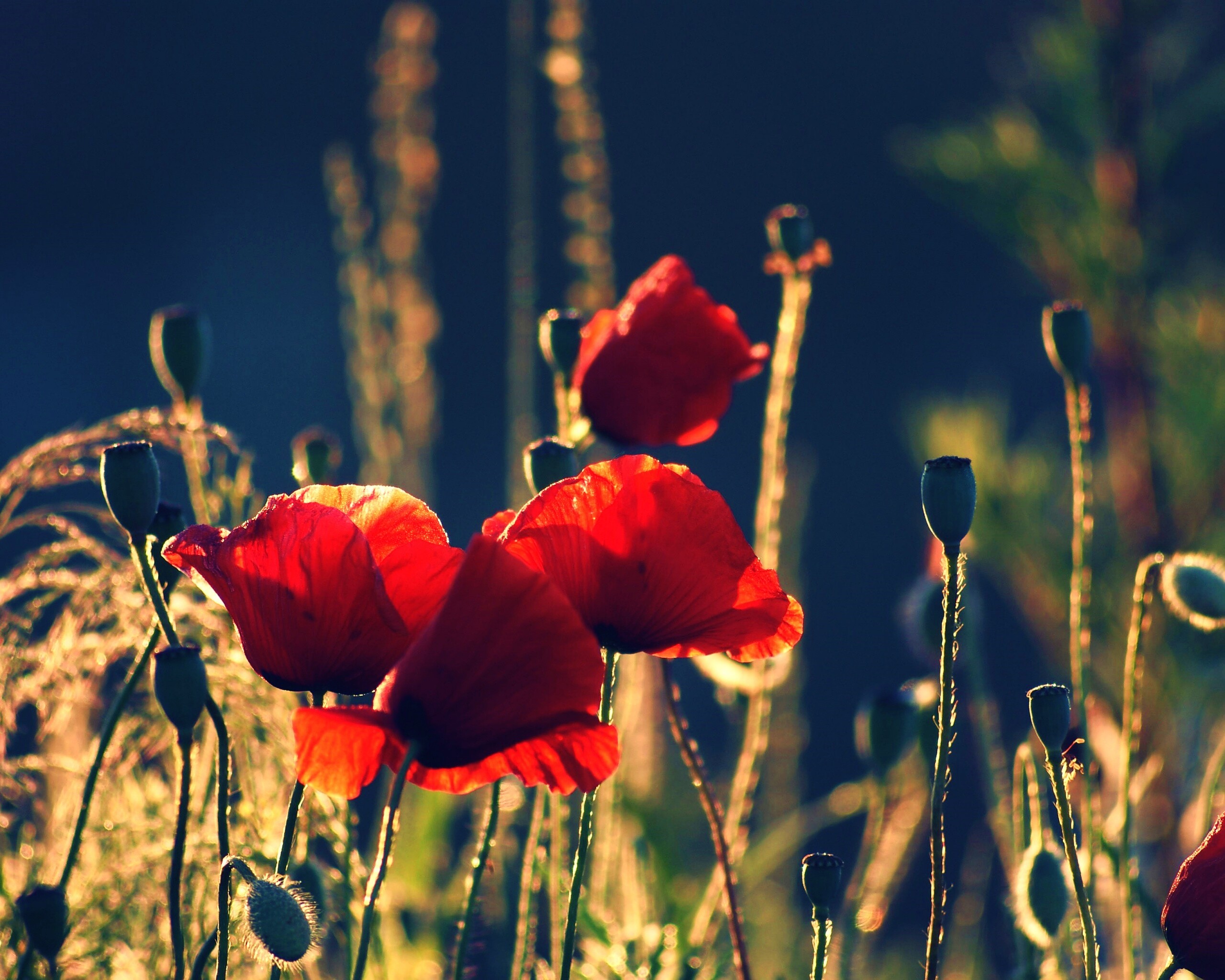 Макро фото мака обои