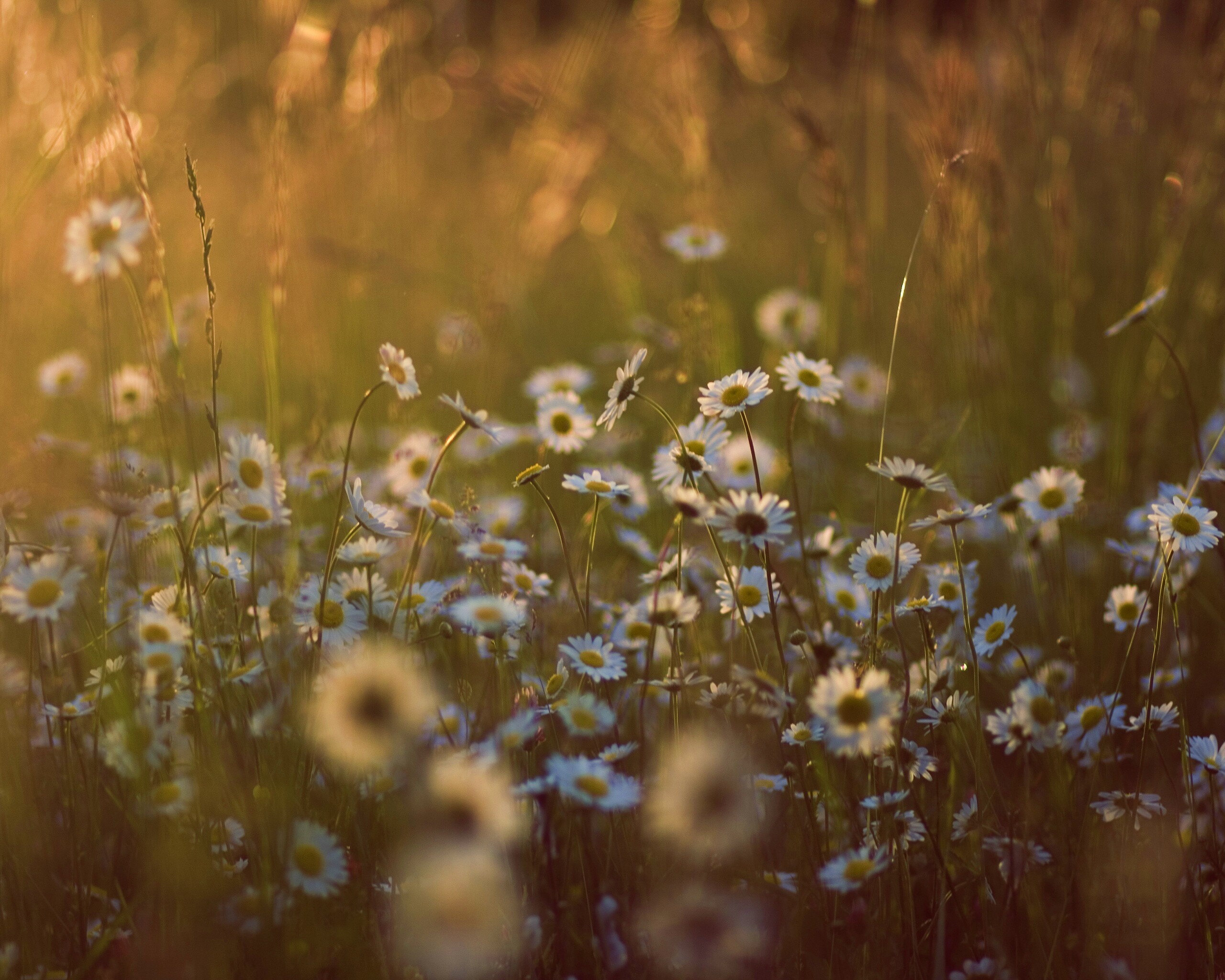 Поле ромашек обои