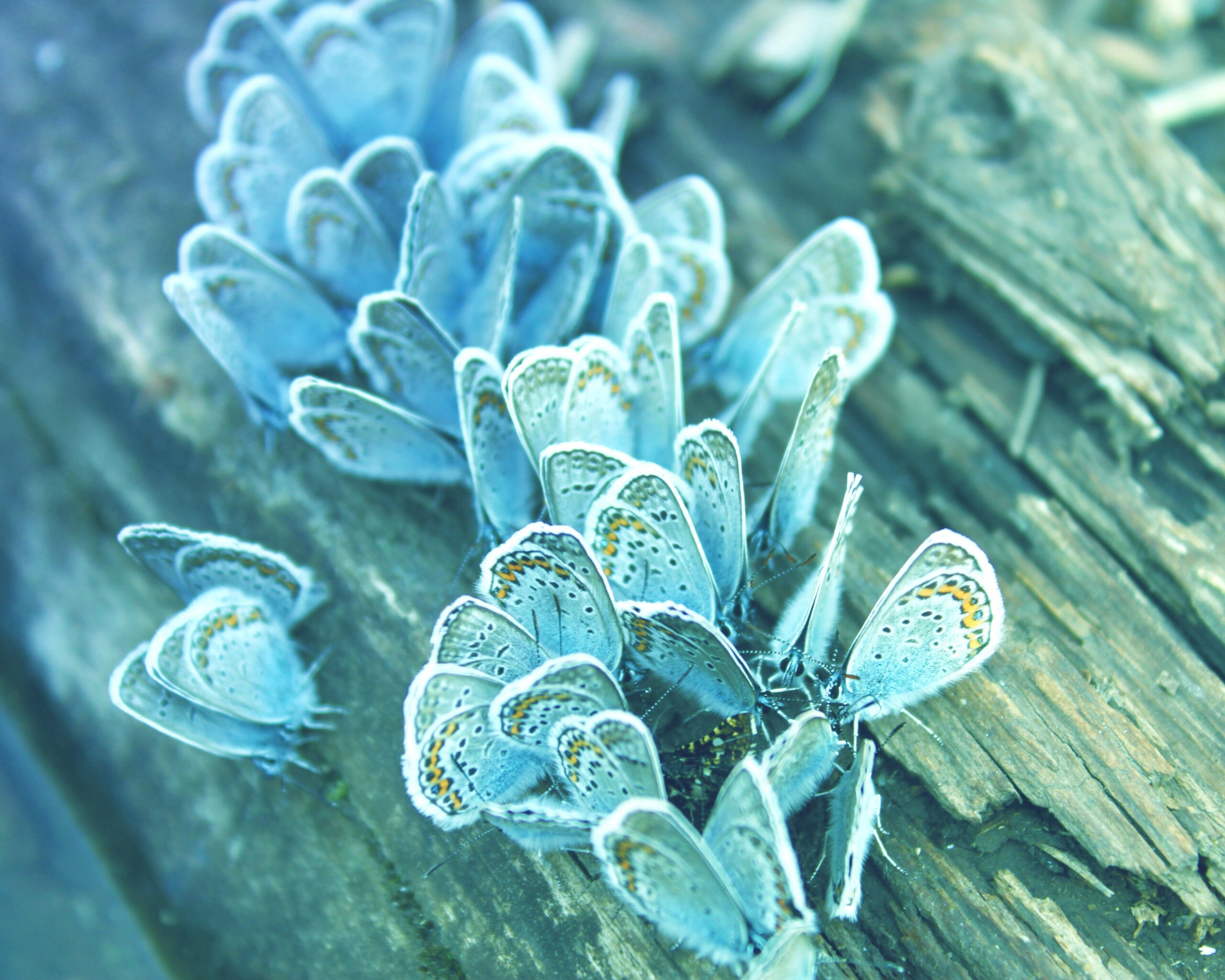 Голубые бабочки обои