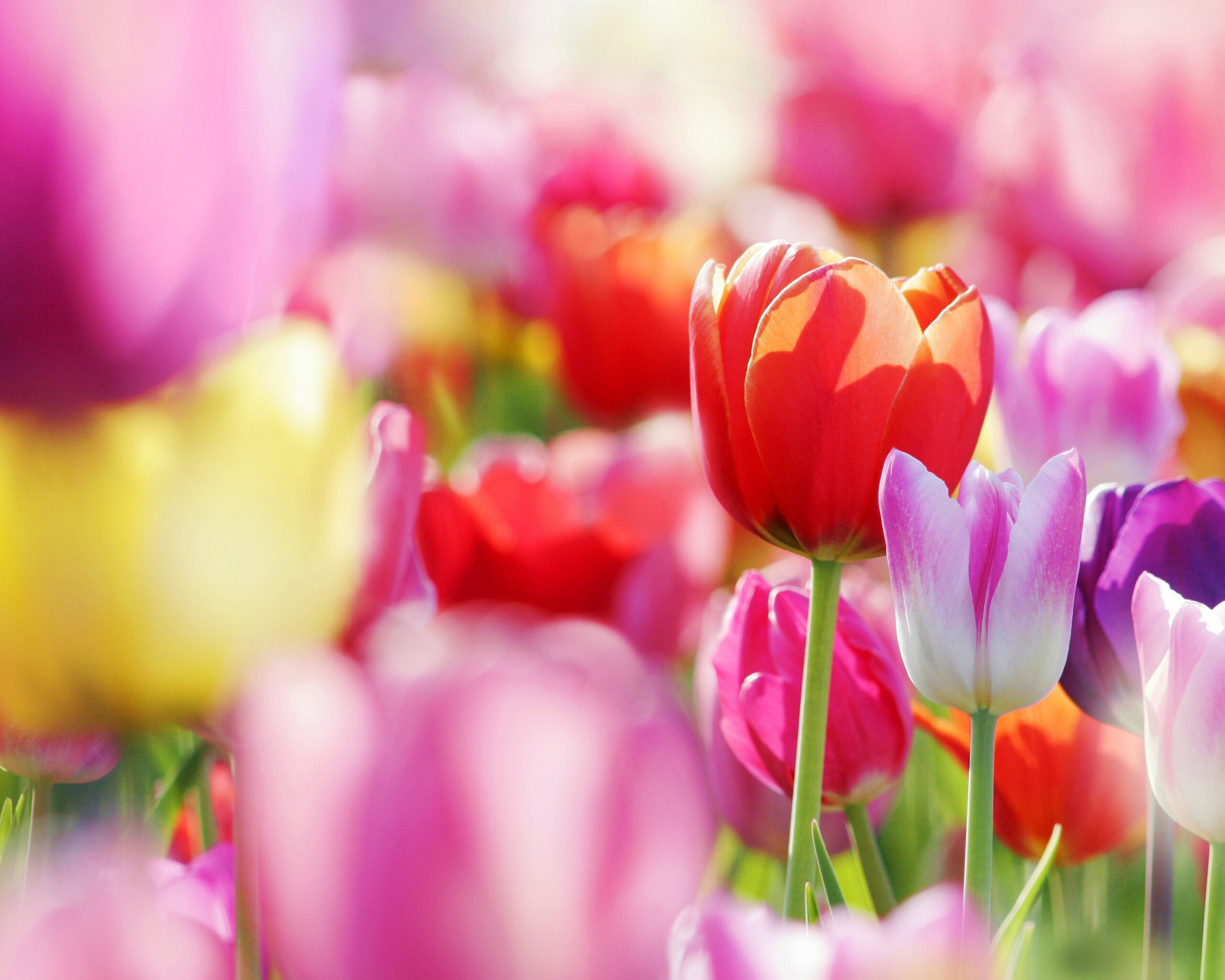 Красивые тюльпаны обои