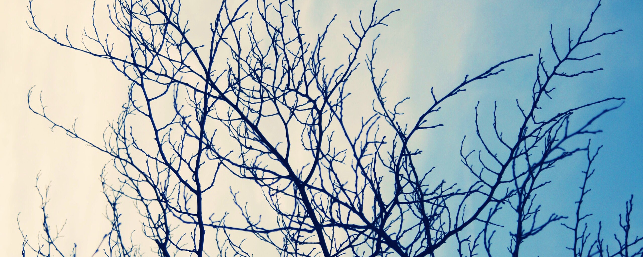 Ветвистое дерево обои