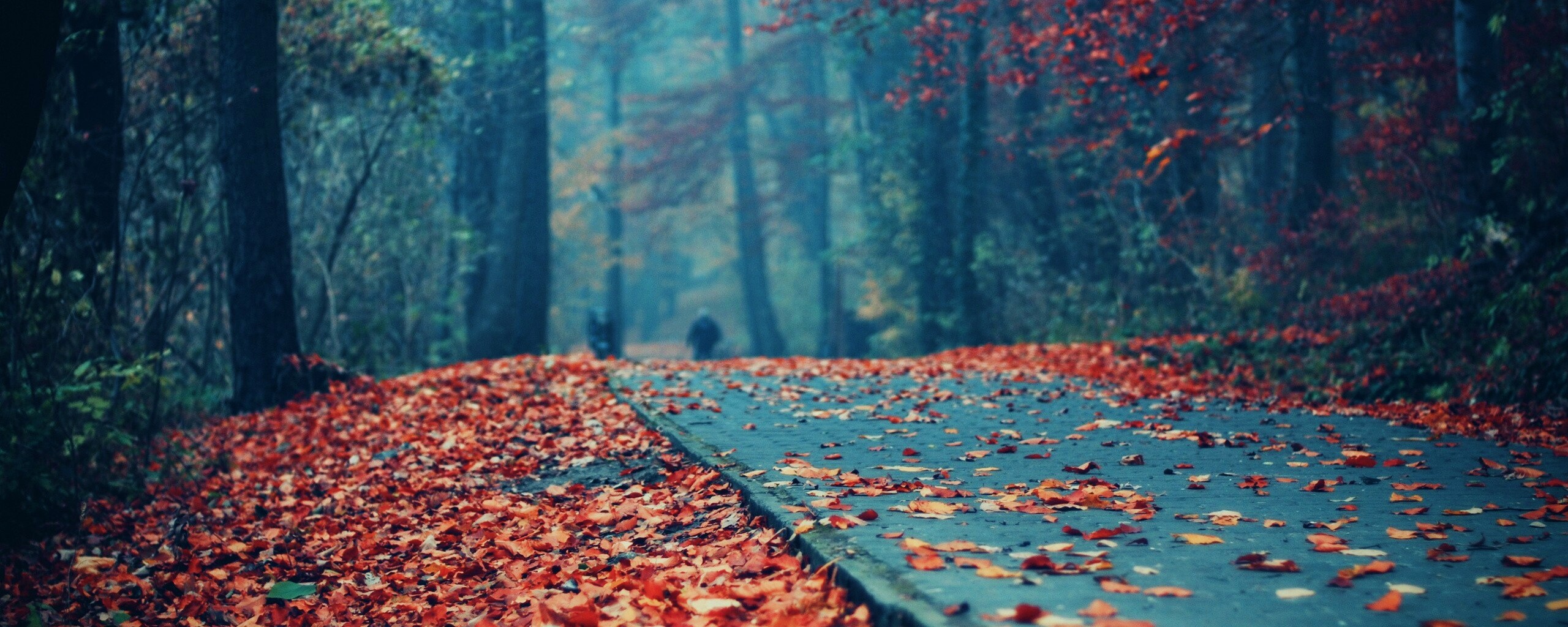 Осенняя дорога обои