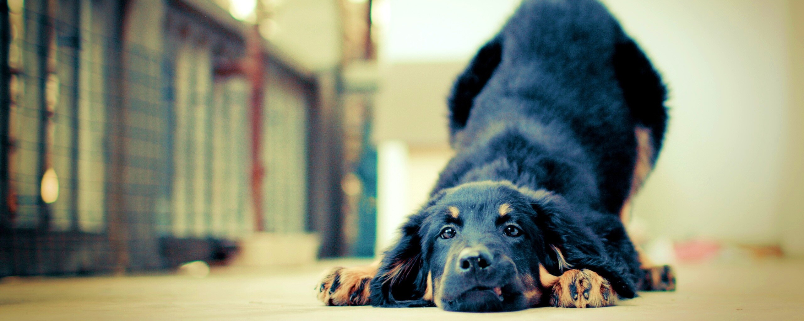 Игривый пес обои