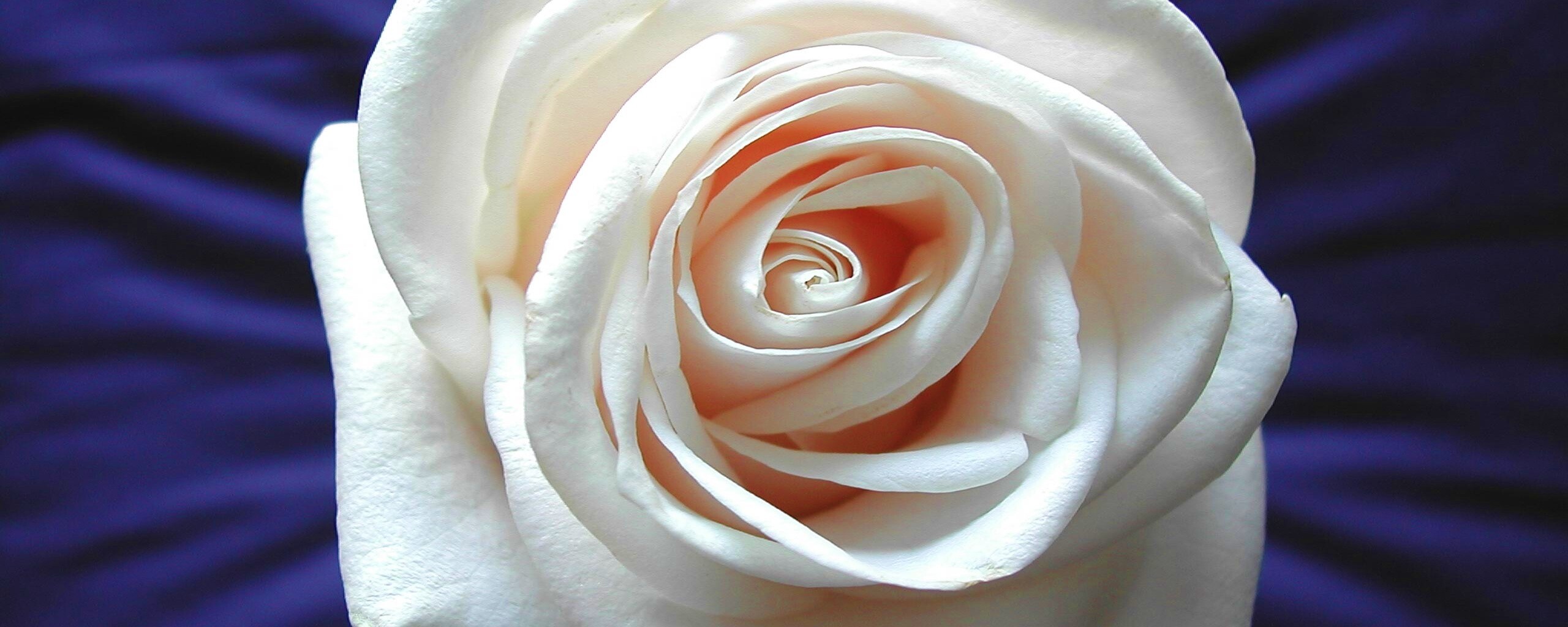 Белая роза обои