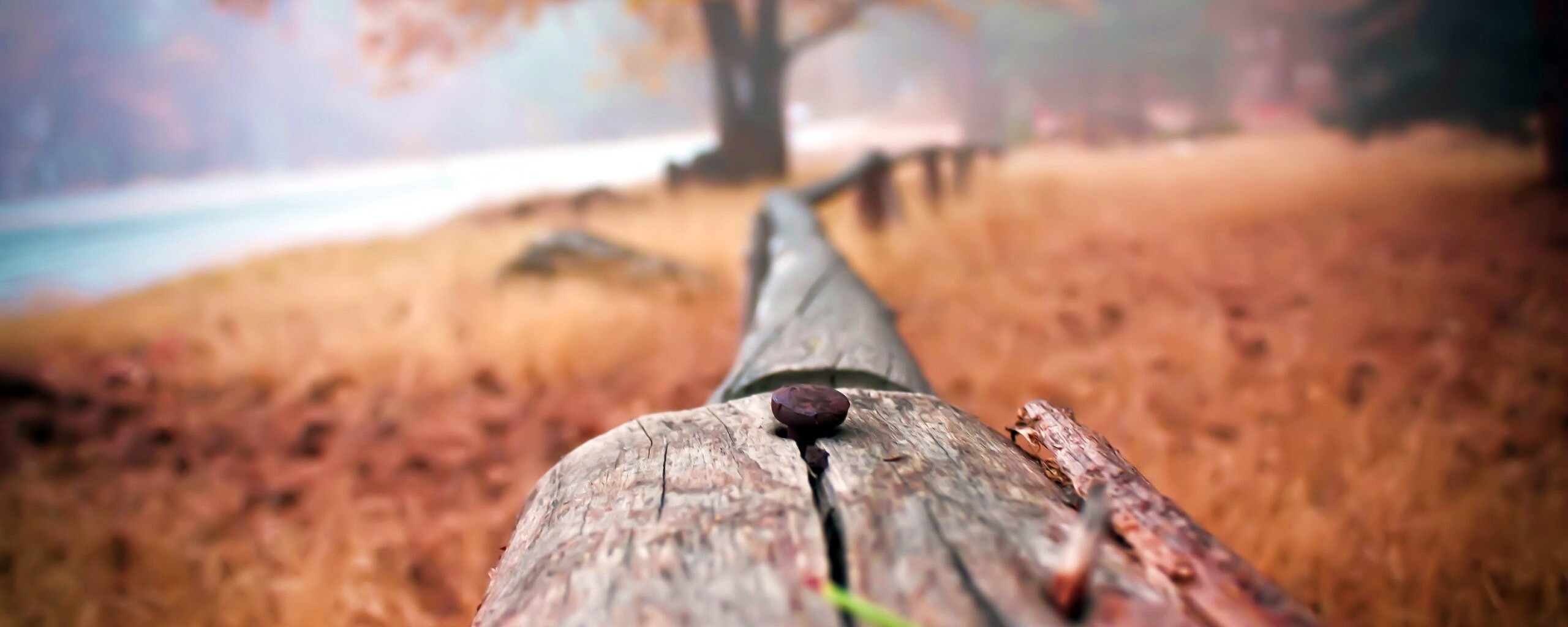 Бревна обои