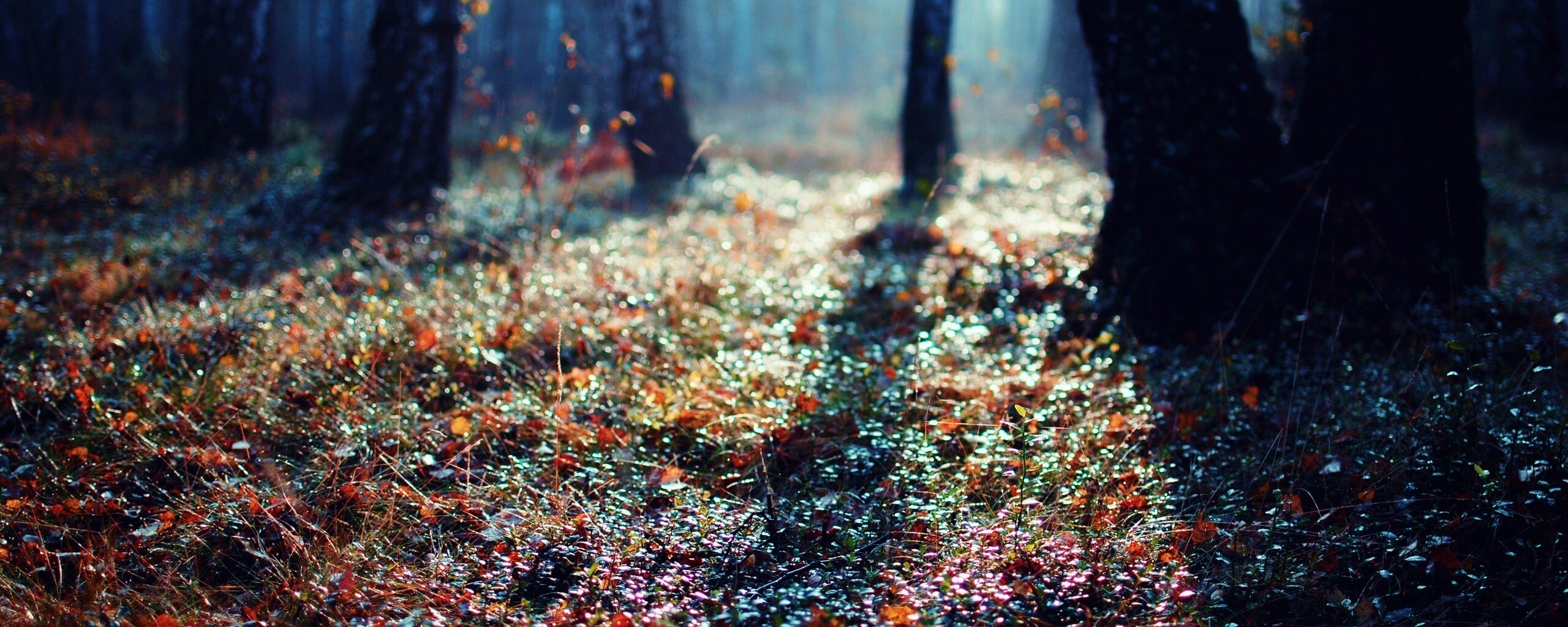 Лесная земля обои