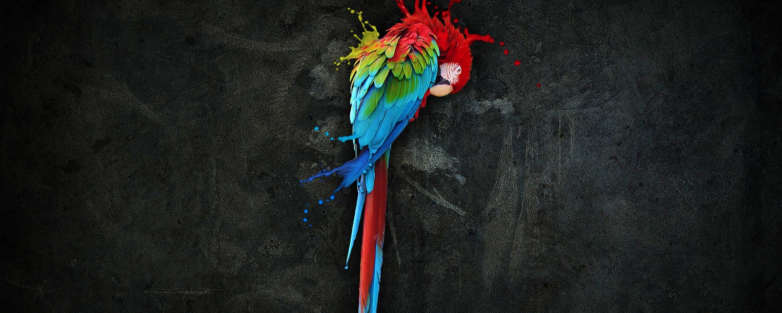 Попугай обои