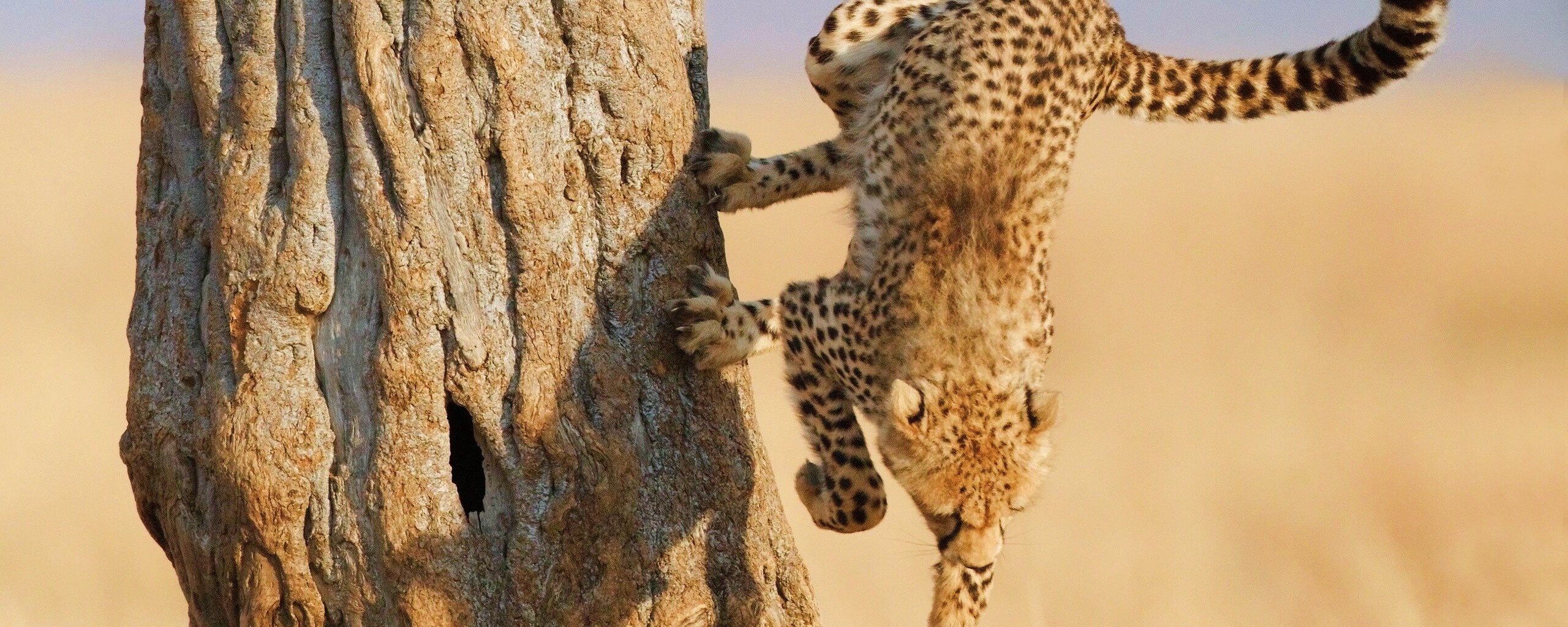 Скалолаз обои