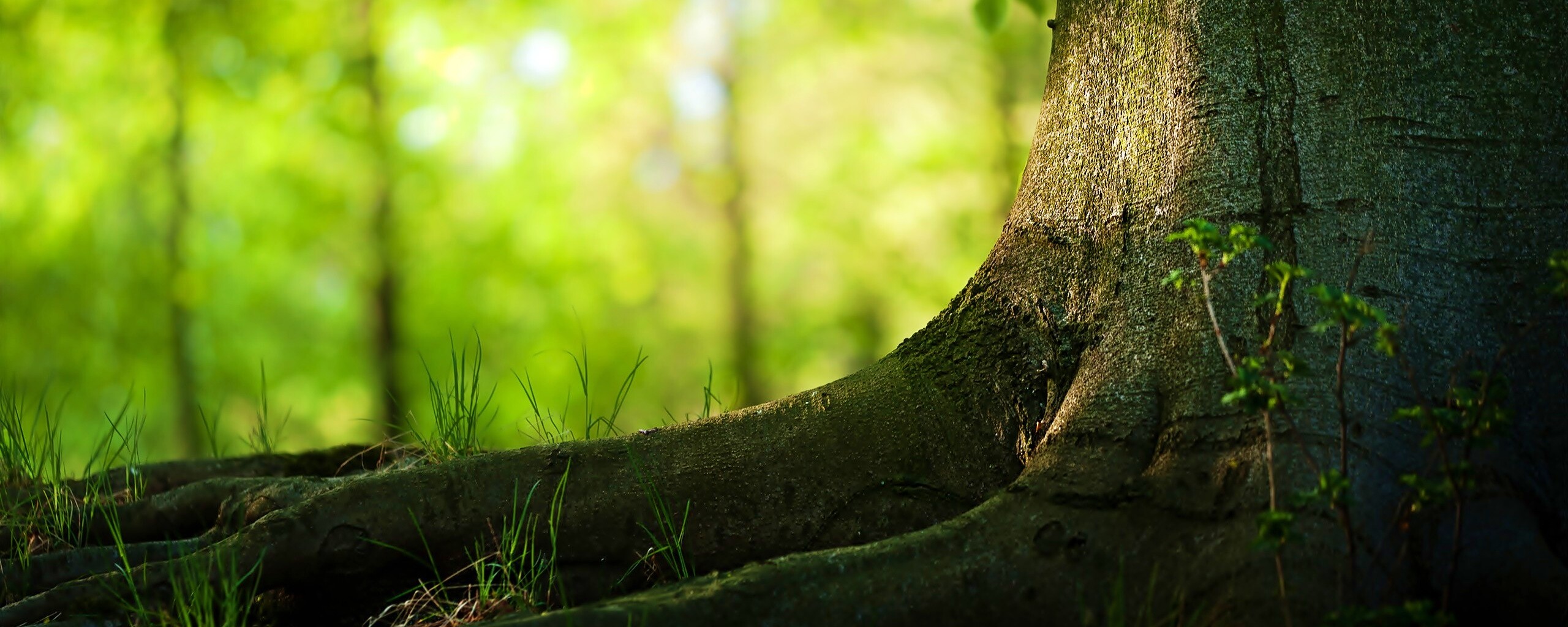 Корни дерева обои