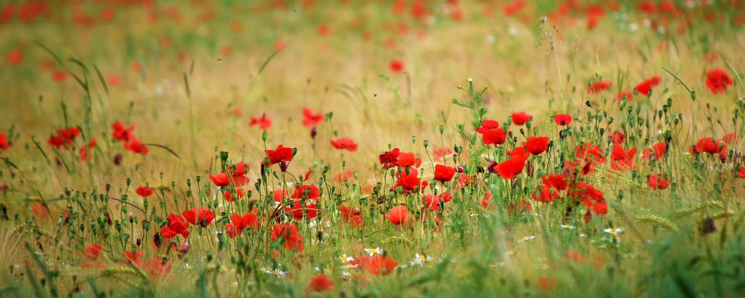Маковое поле обои