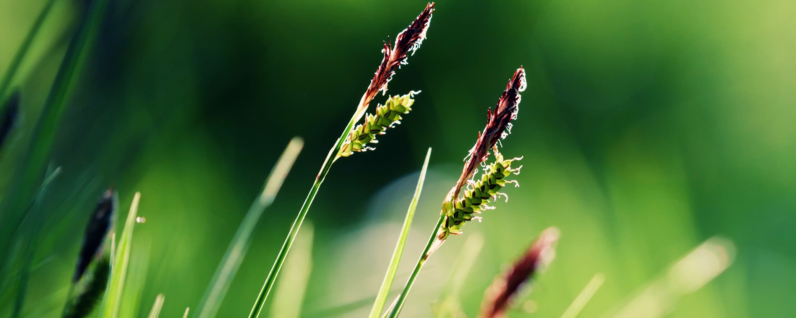 Макро фото луговой травы обои