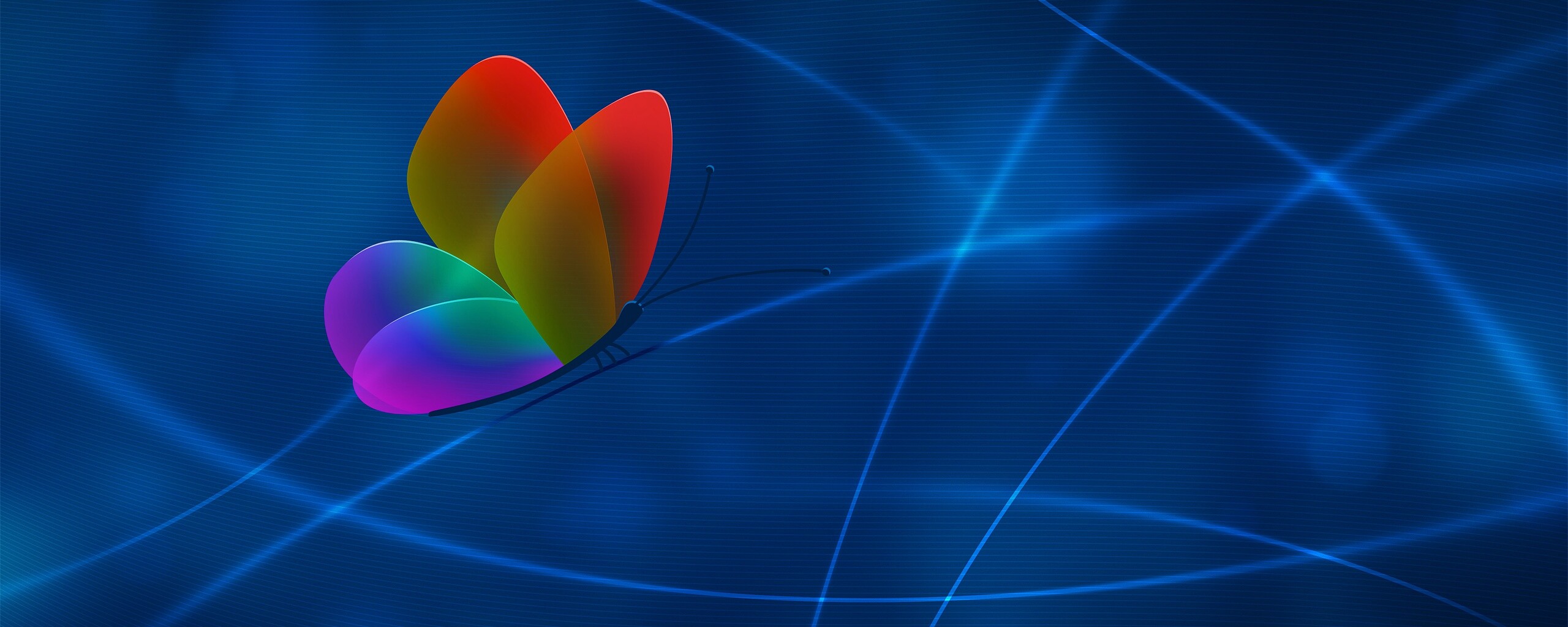 Бабочка с радужными крыльями обои