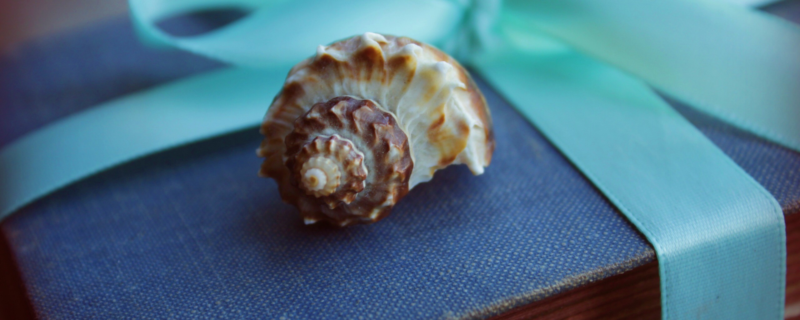 Ракушка на подарочном альбоме обои