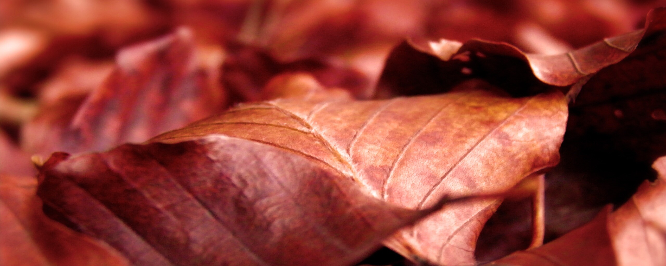 Мертвые листья обои