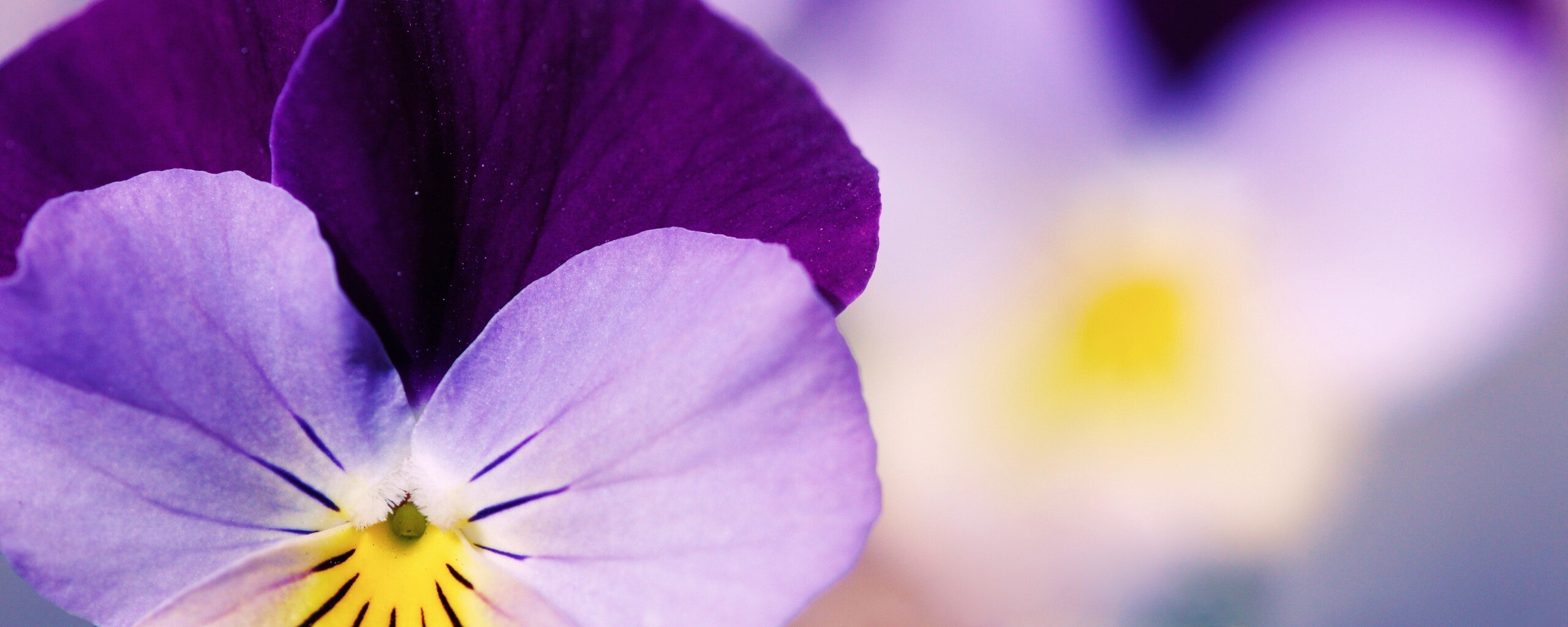 Фиолетовые цветы обои