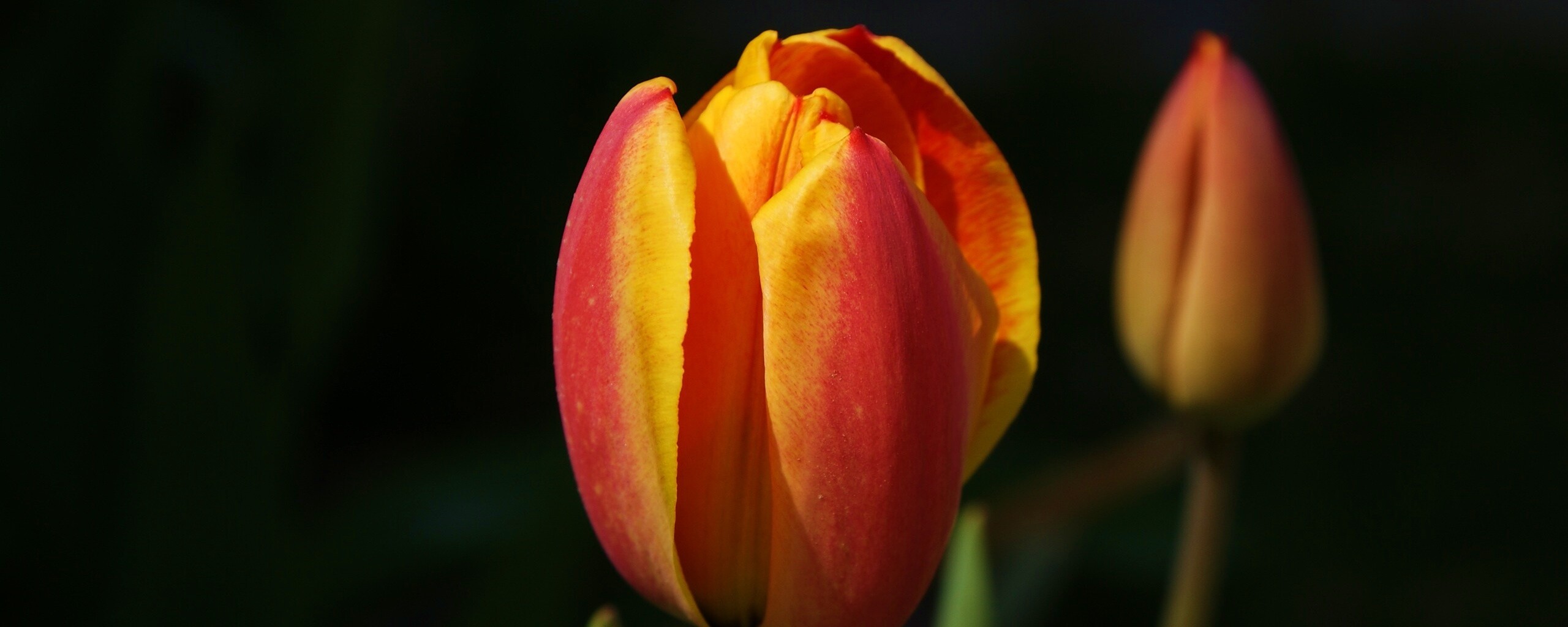 Распускающийся тюльпан обои