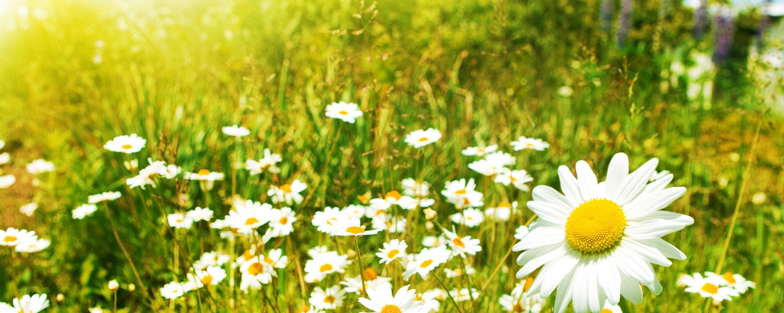 Солнечные ромашки обои