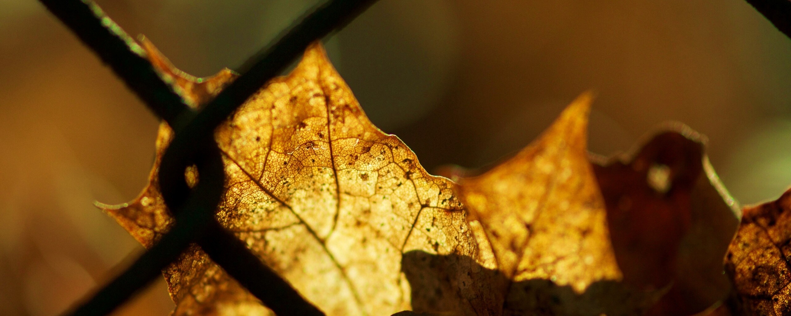 Осенний лист на забором обои