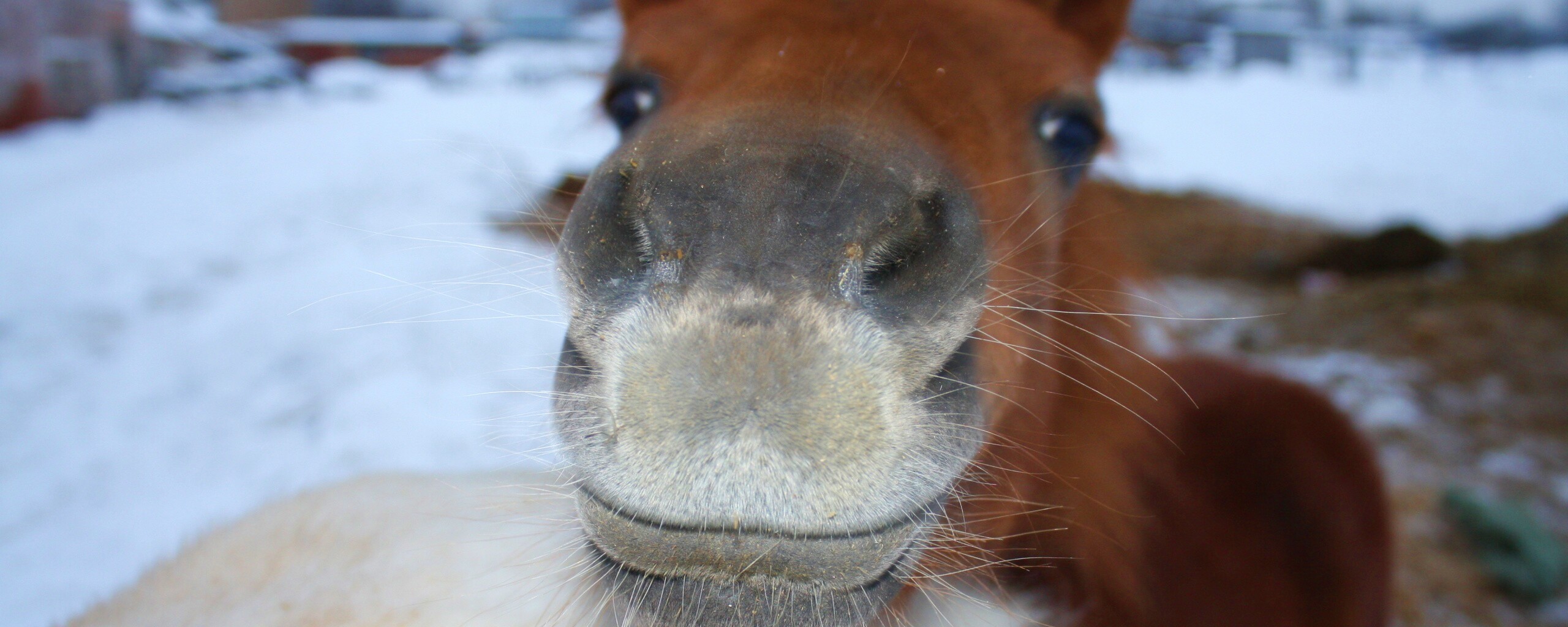 Морда пони обои