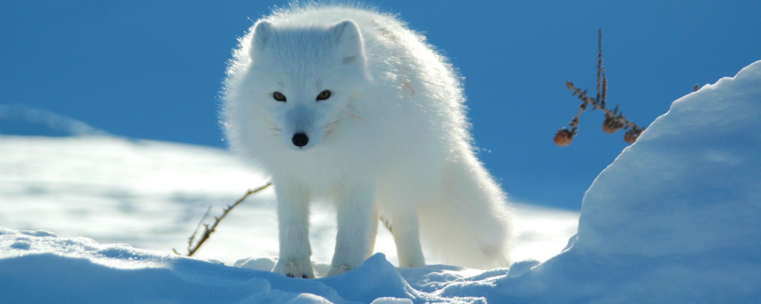 Белый песец обои