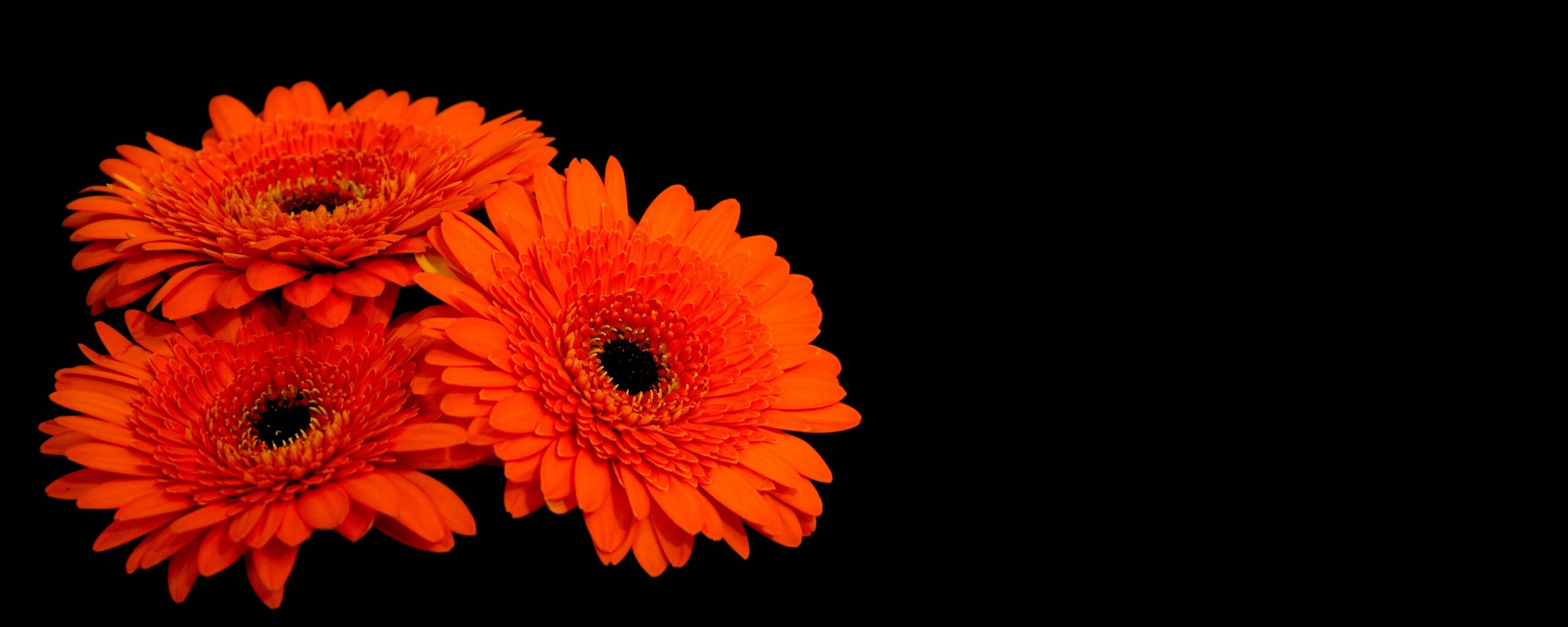 Красные герберы обои