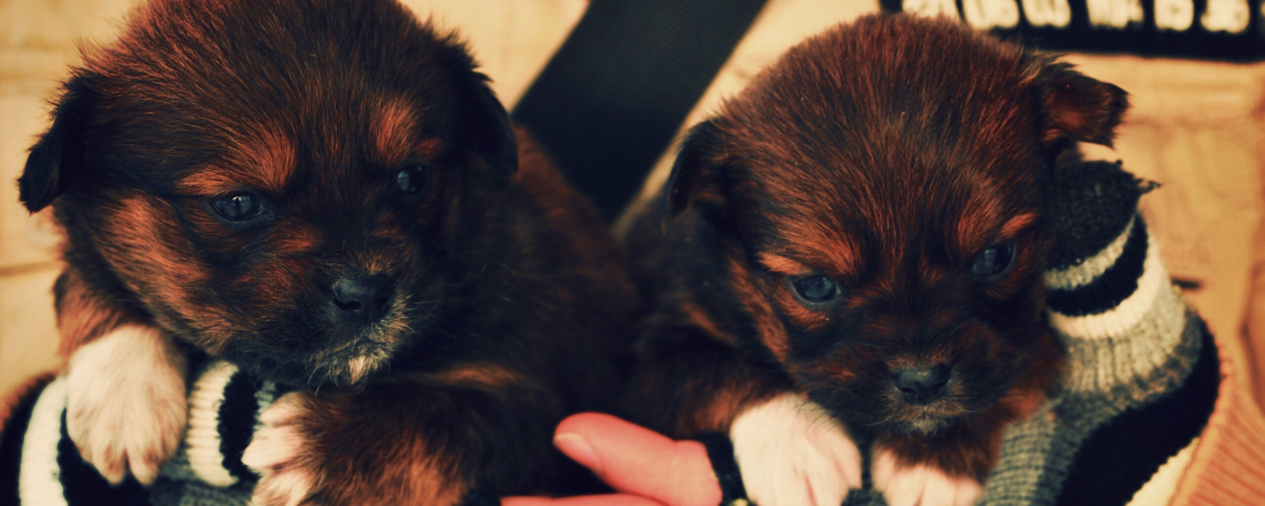 Два коричневых щенка обои