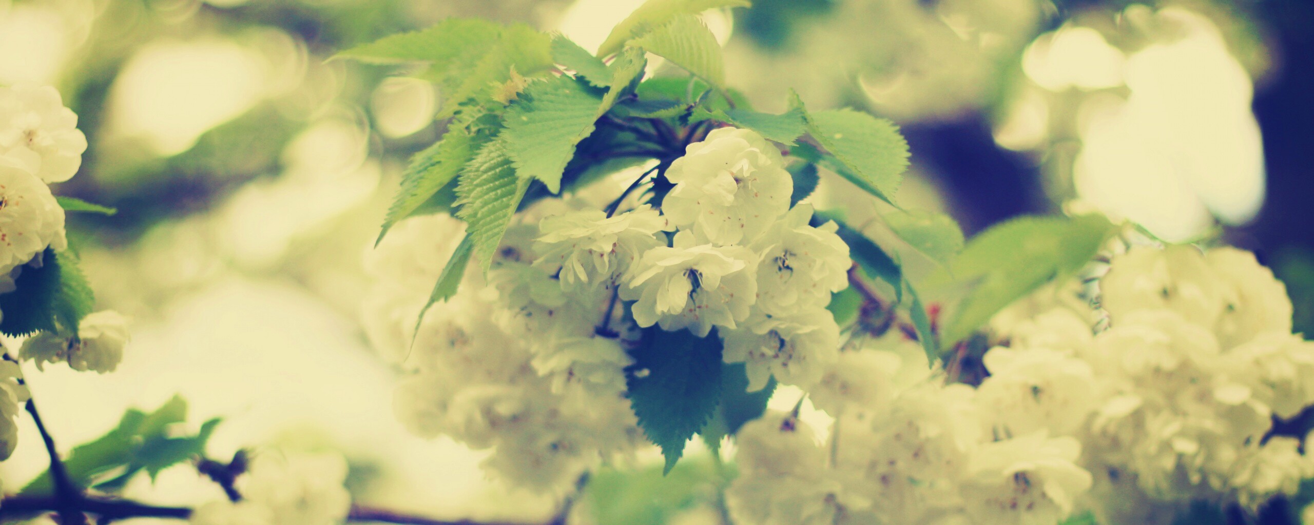 Цветущее дерево обои