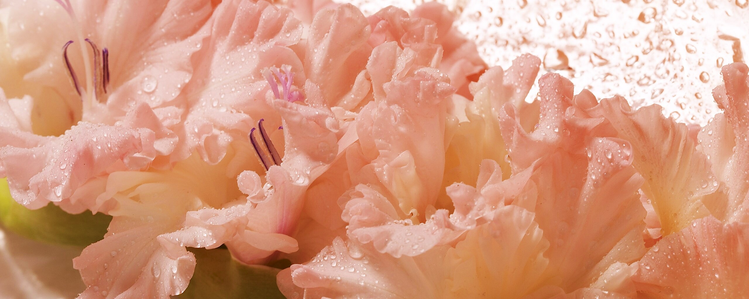 Гладиолус обои