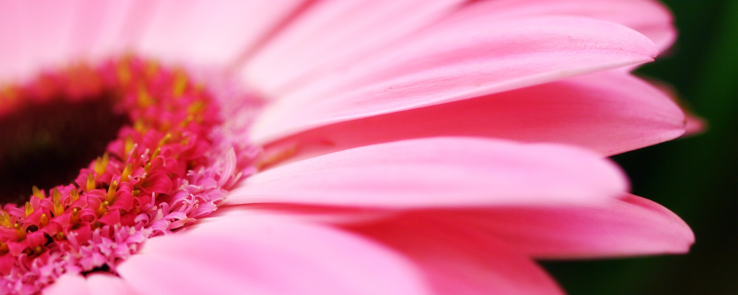 Гербер обои