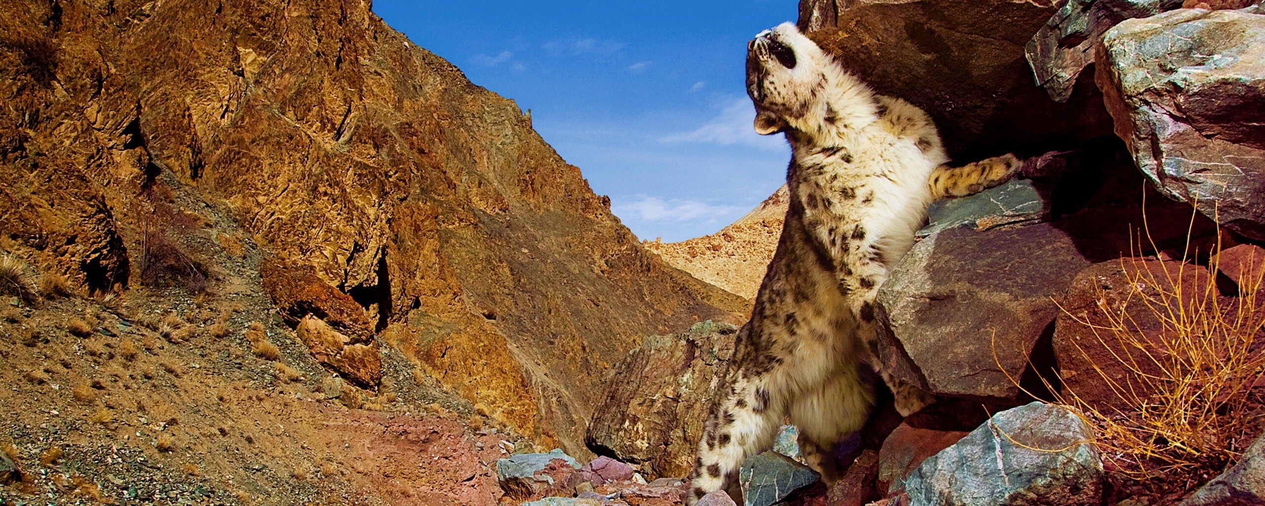 Барс чешется о камни обои