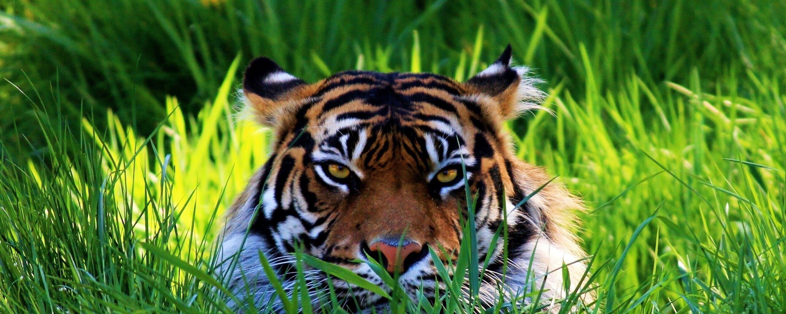 Морда тигра в траве обои