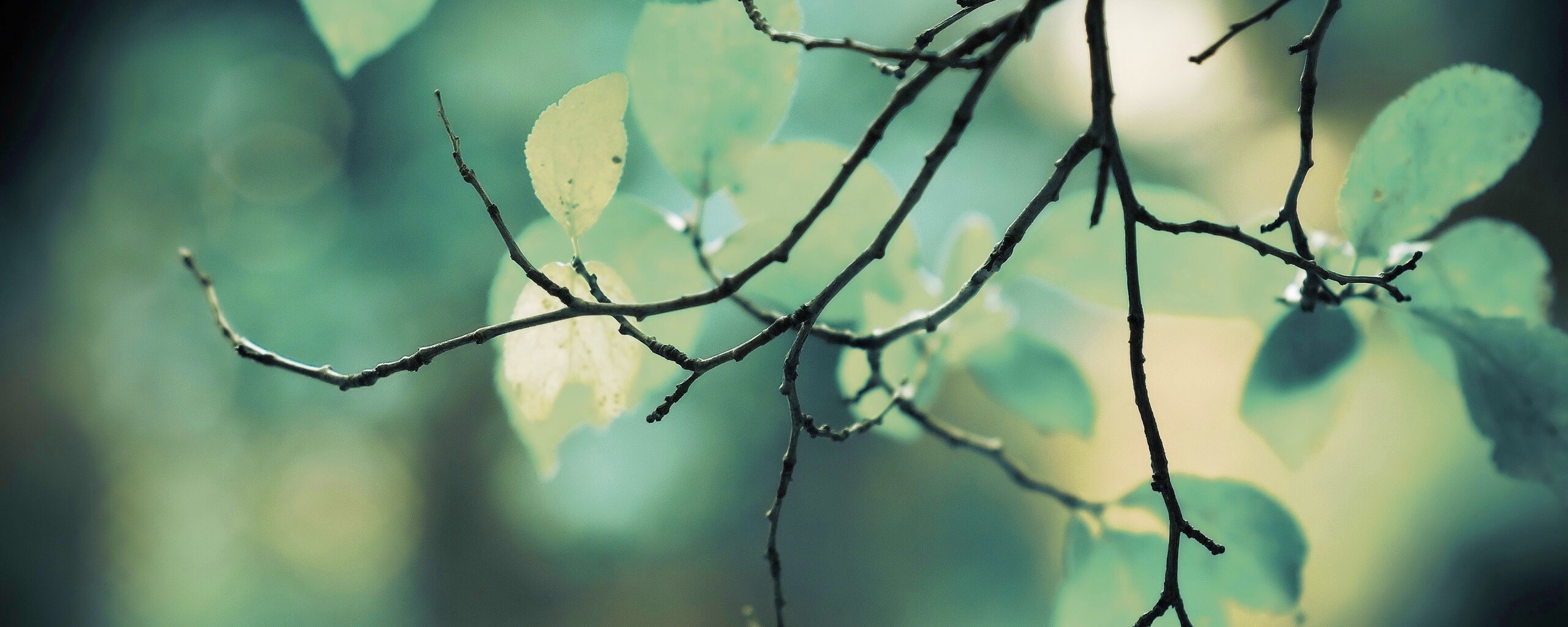 Осенние ветки без листьев обои