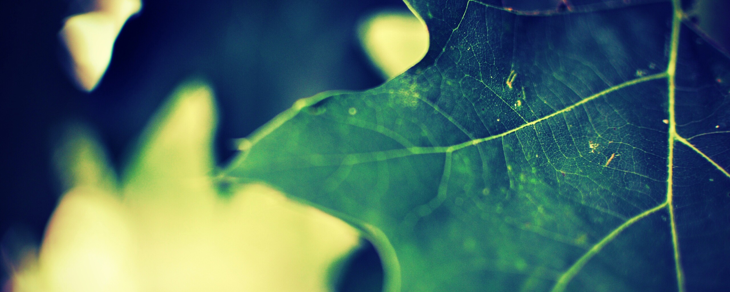 Темно-зеленый лист в макро обои