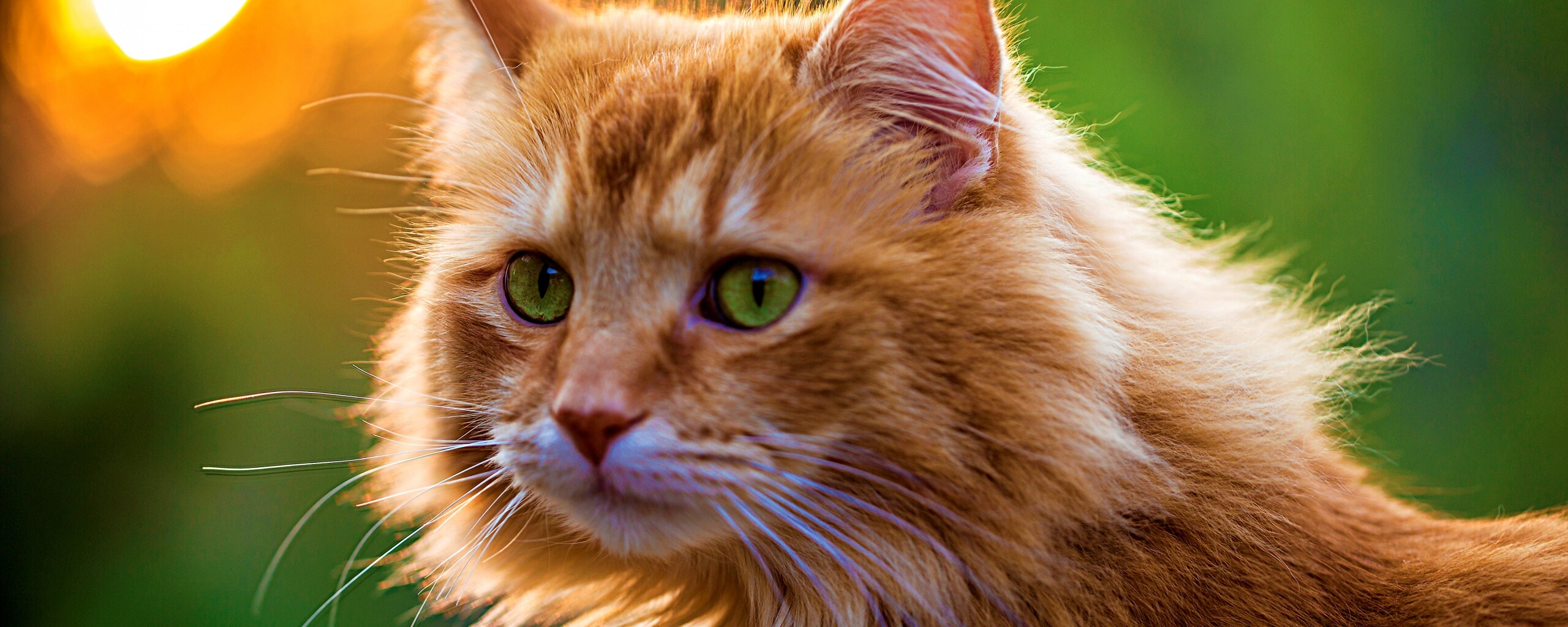 Рыжий кот в лучах солнца обои