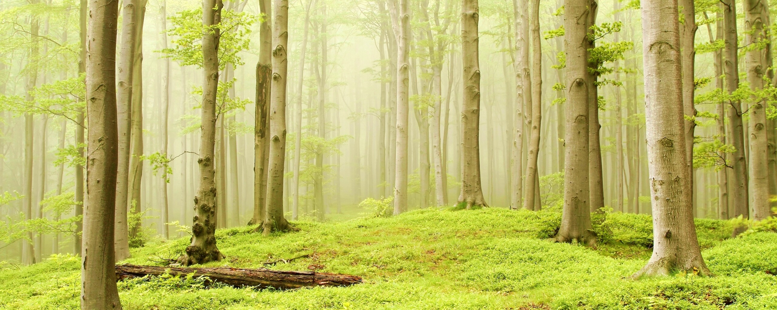 Опушка осинового леса обои