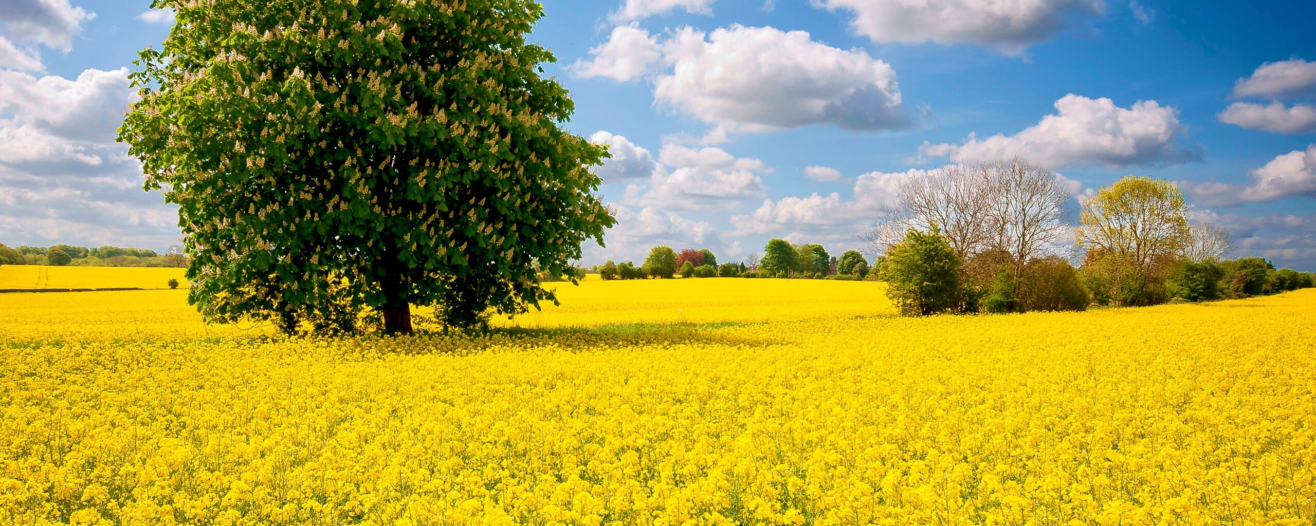 Каштан на цветочном поле обои