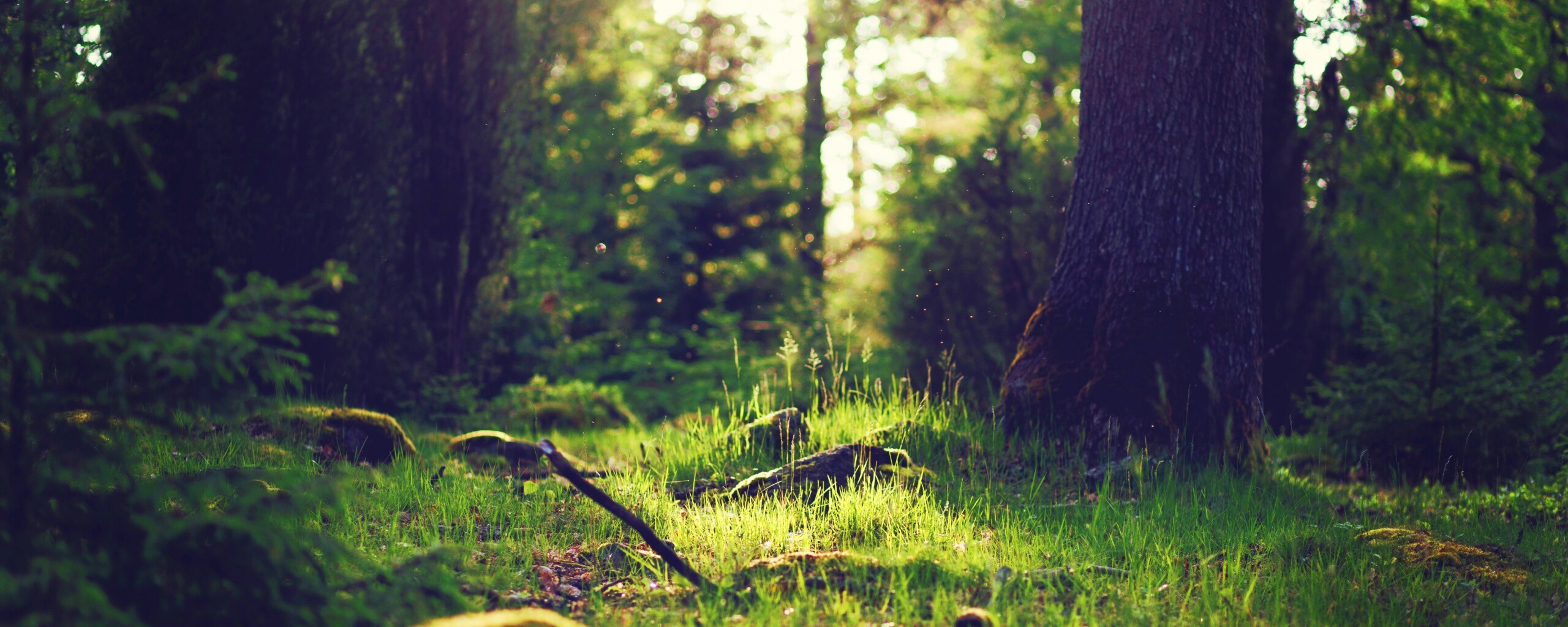 Лето в лесу обои