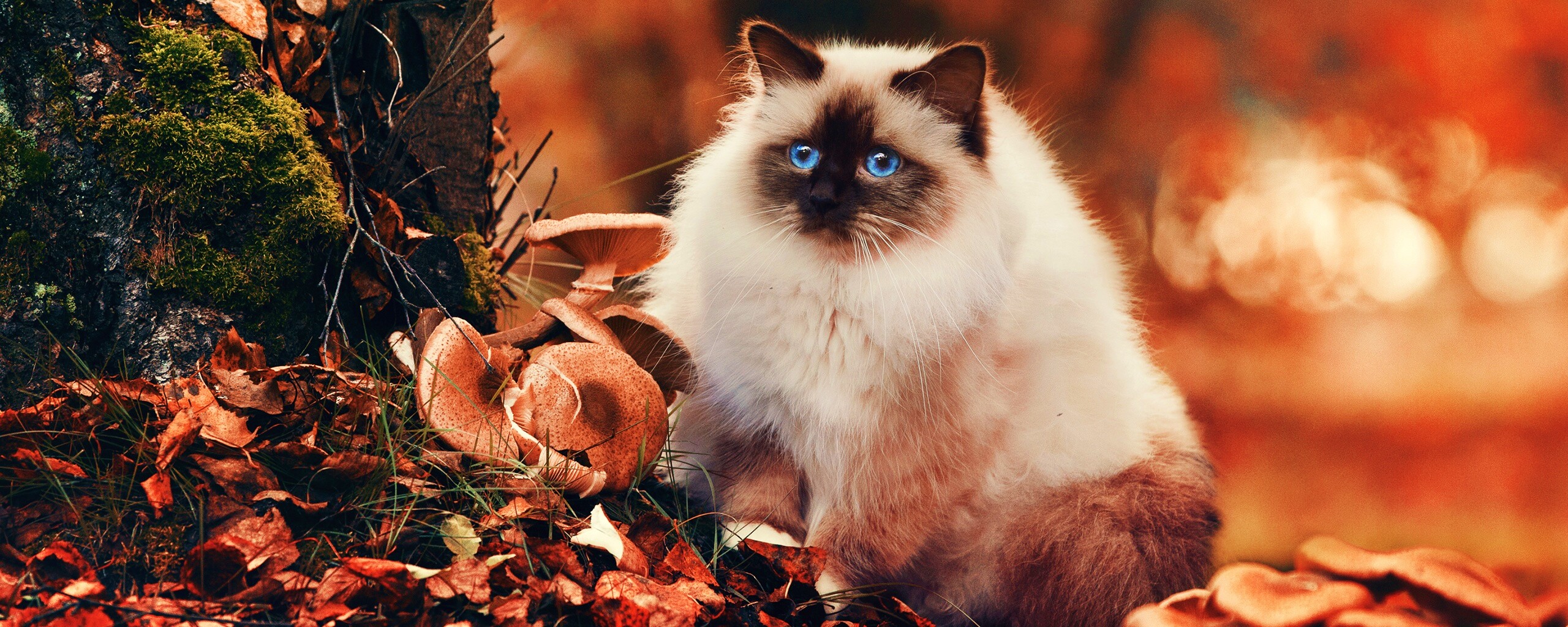 Пушистый кот среди пожелтевшей листвы обои