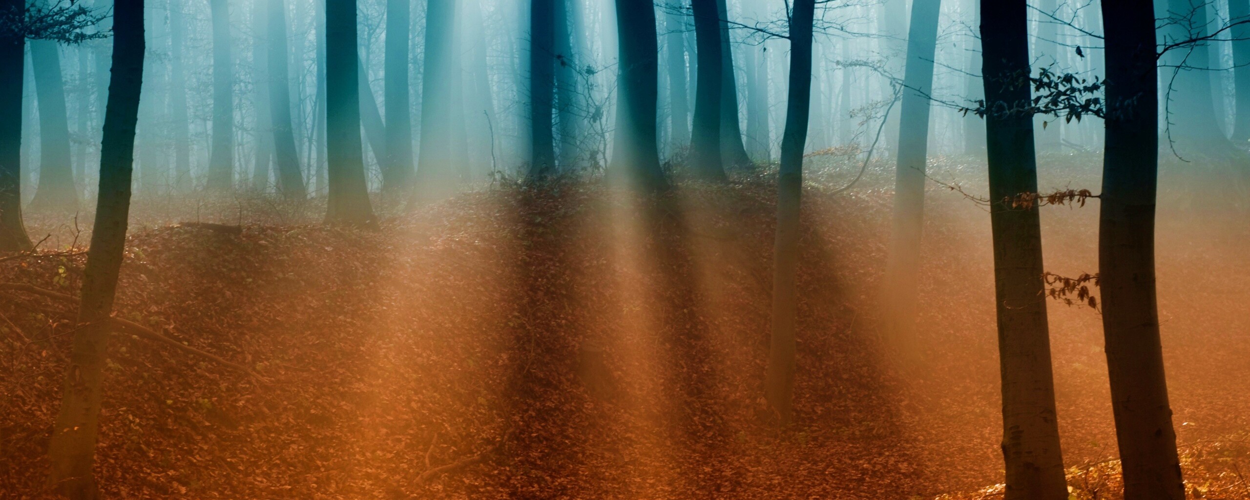 Мистические лес обои