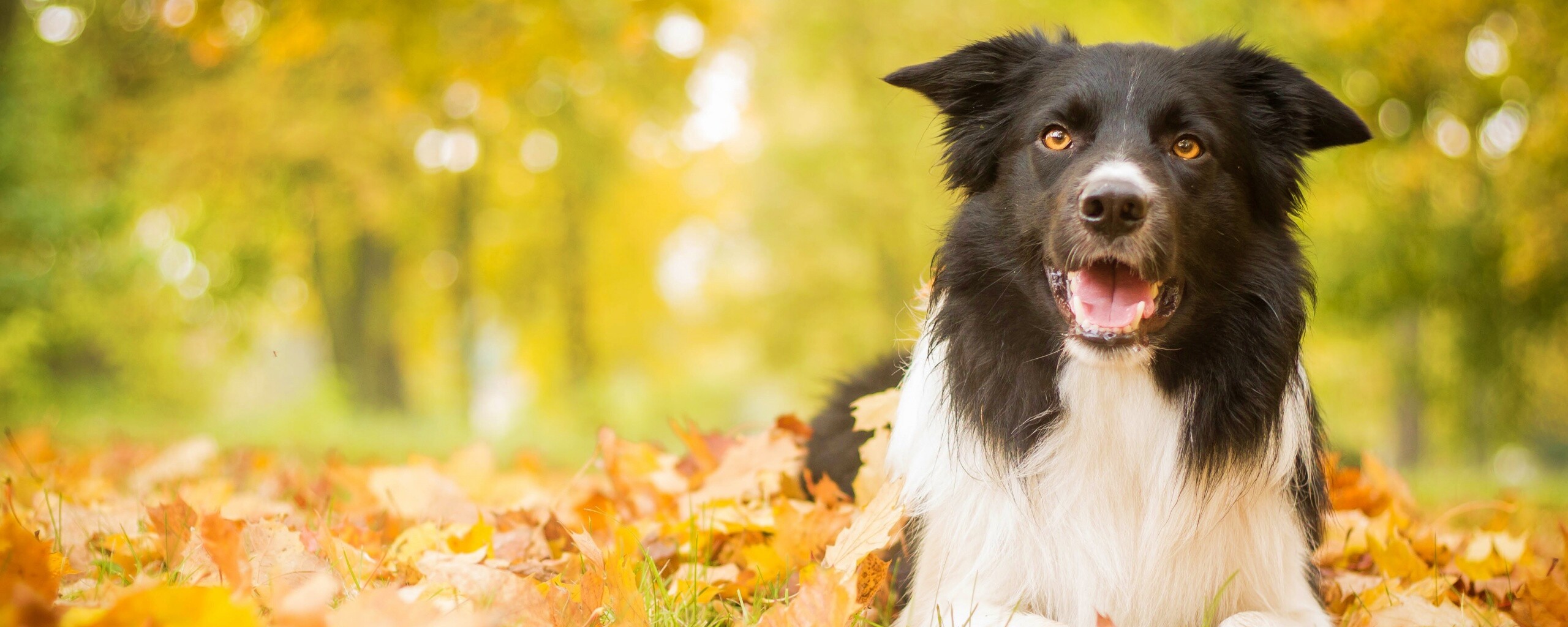 Пес среди листвы обои