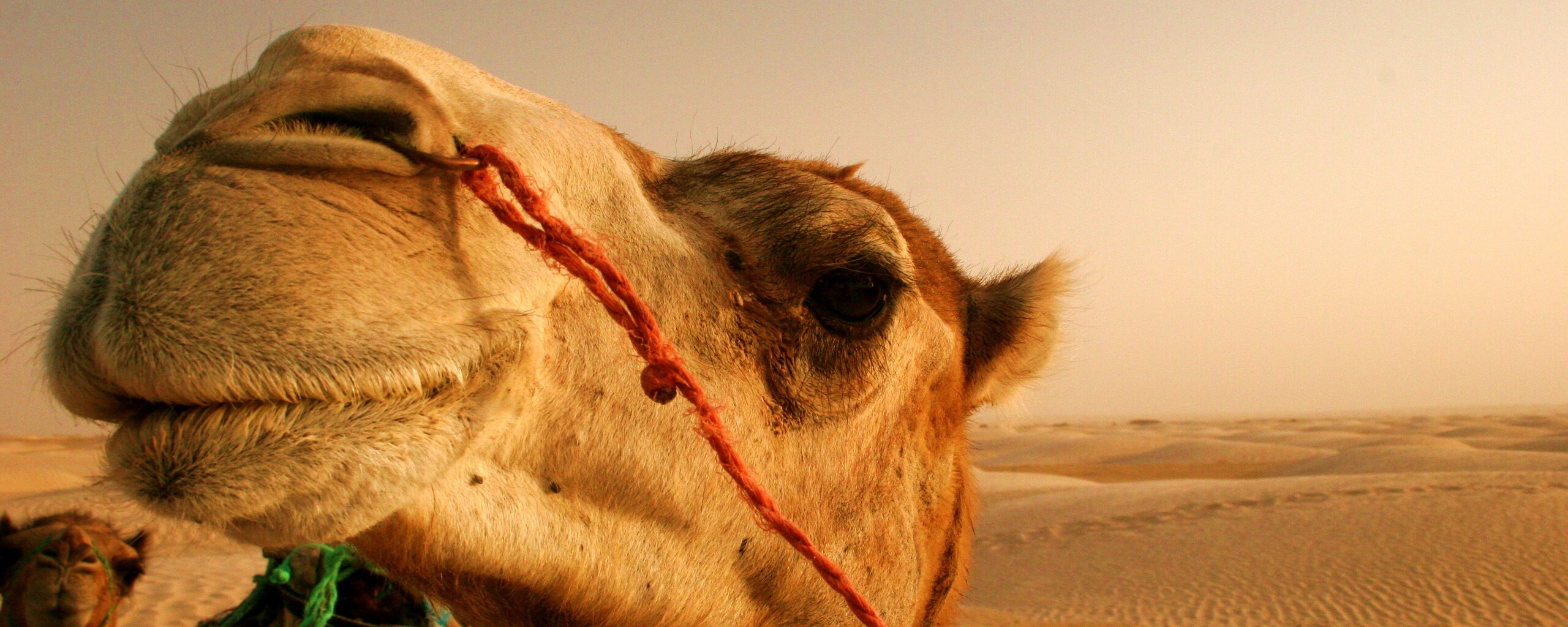 Верблюд обои