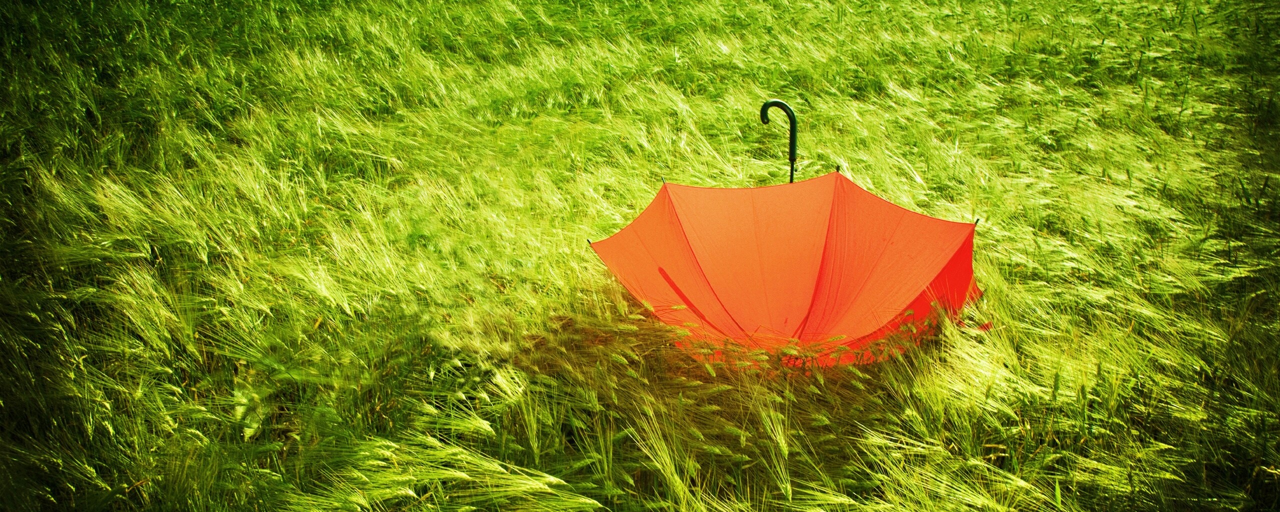 Зонт на траве обои