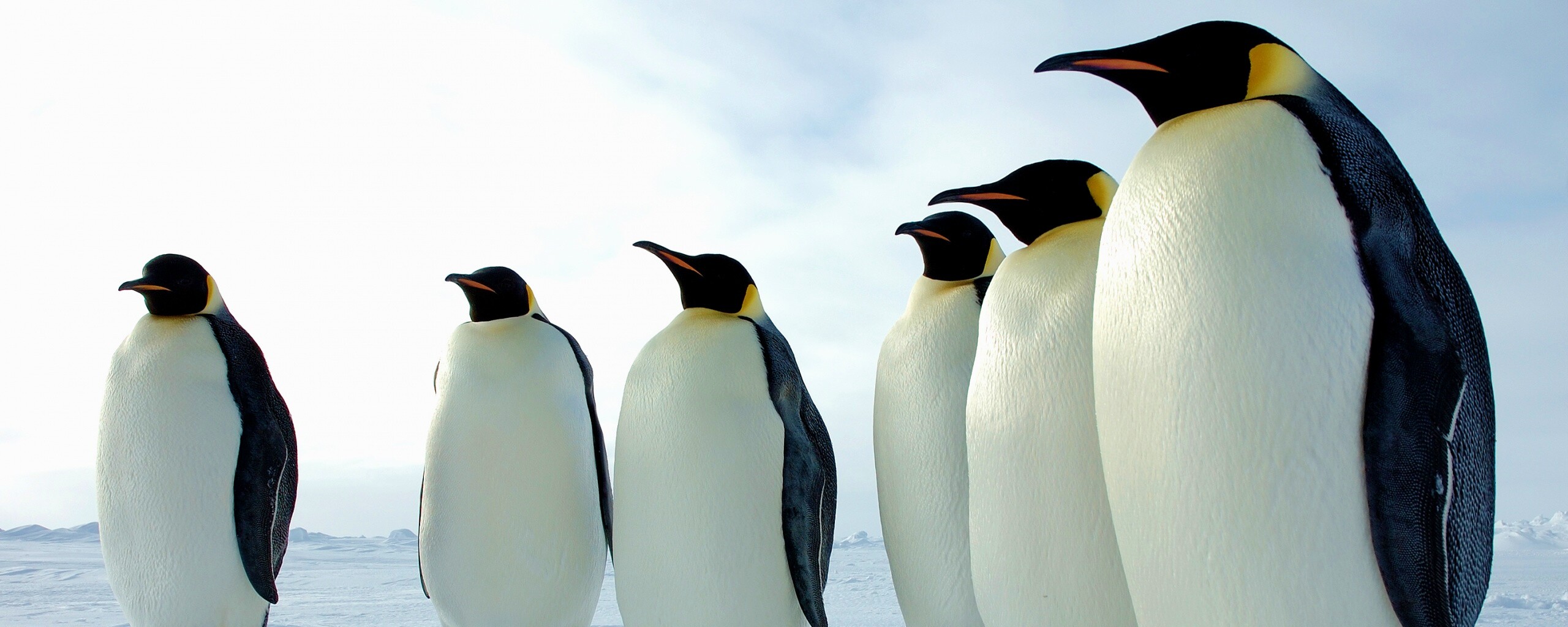 Слет пингвинов обои